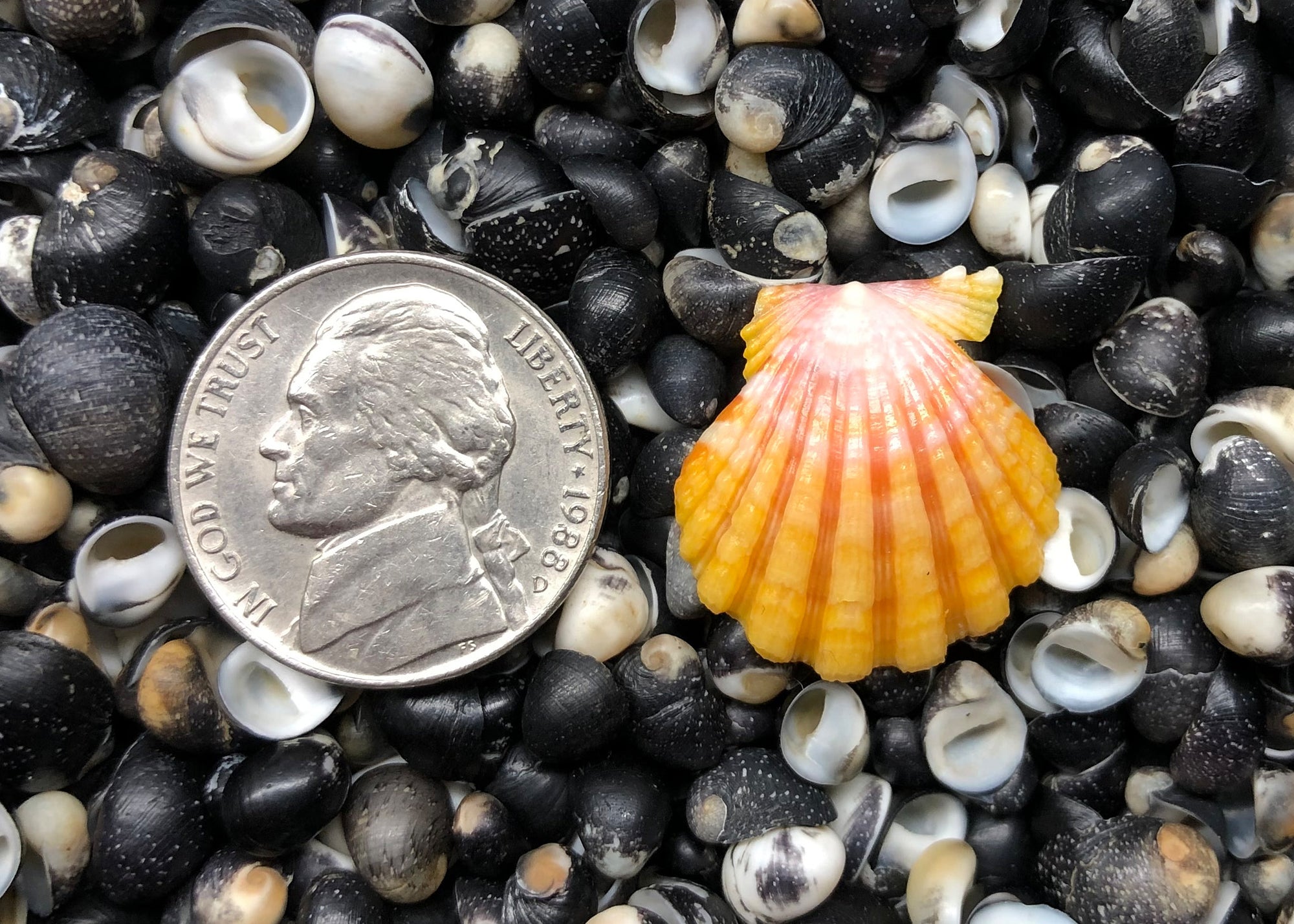 0535 single sunrise shell