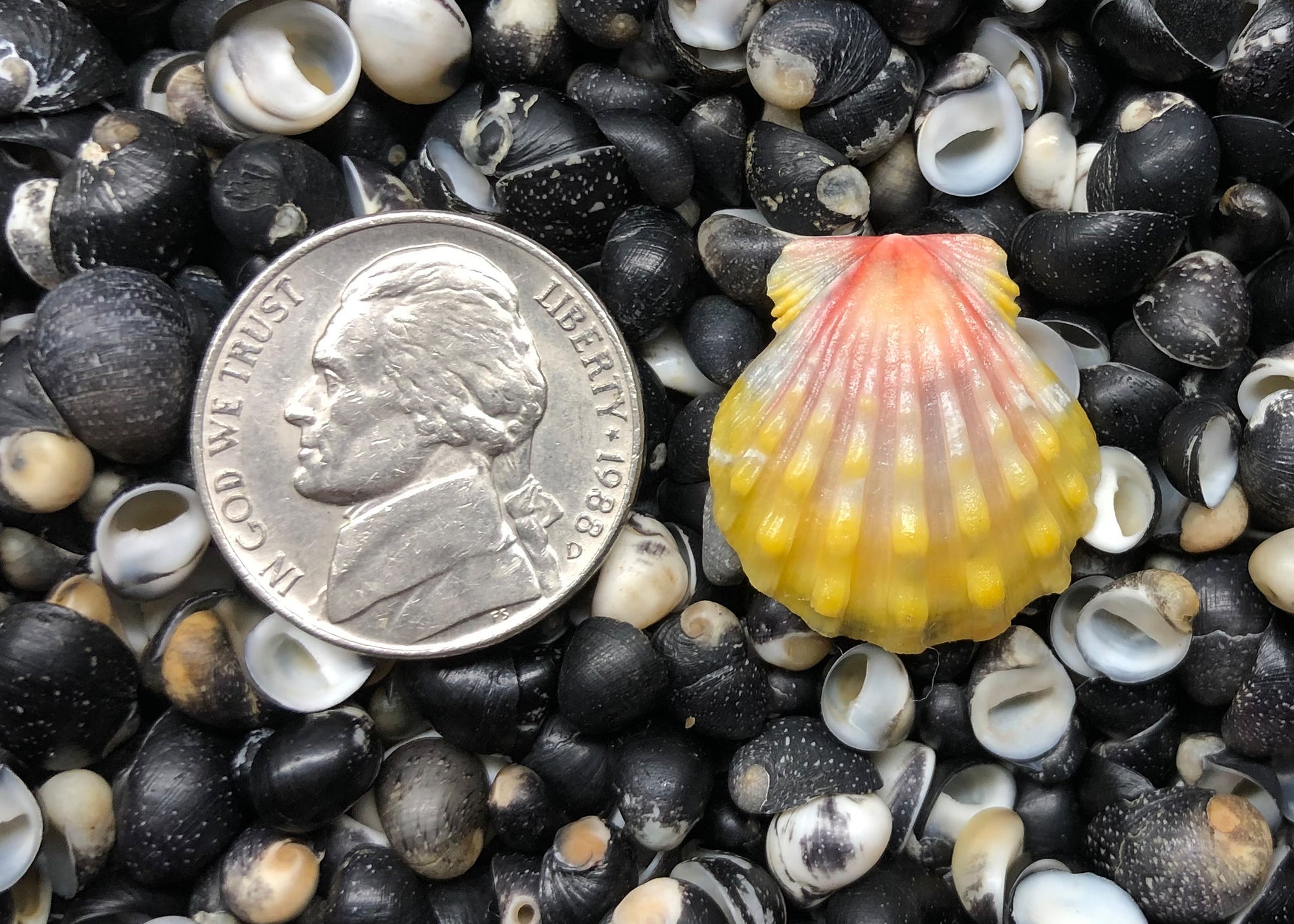 0536 single sunrise shell