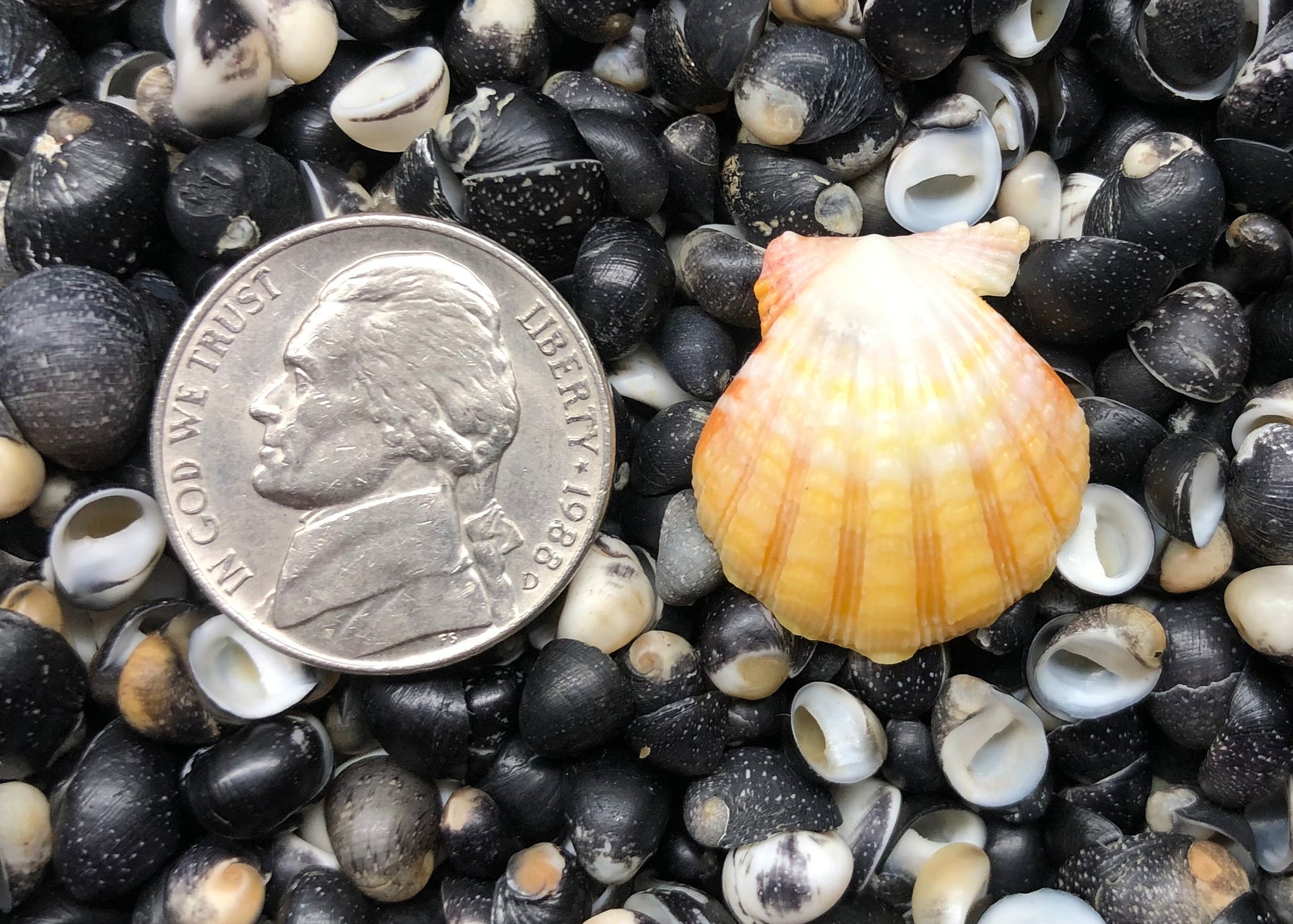 0541 single sunrise shell