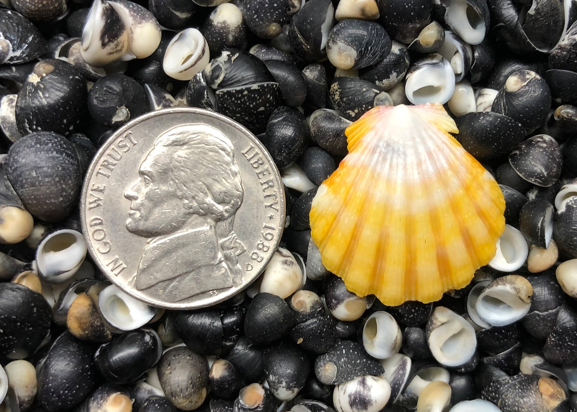 0544 single sunrise shell