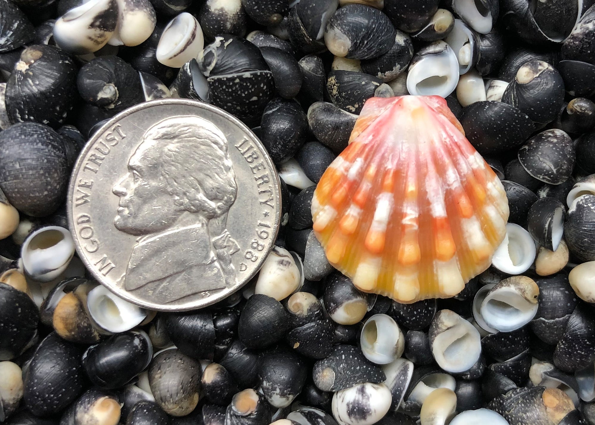 0545 single sunrise shell