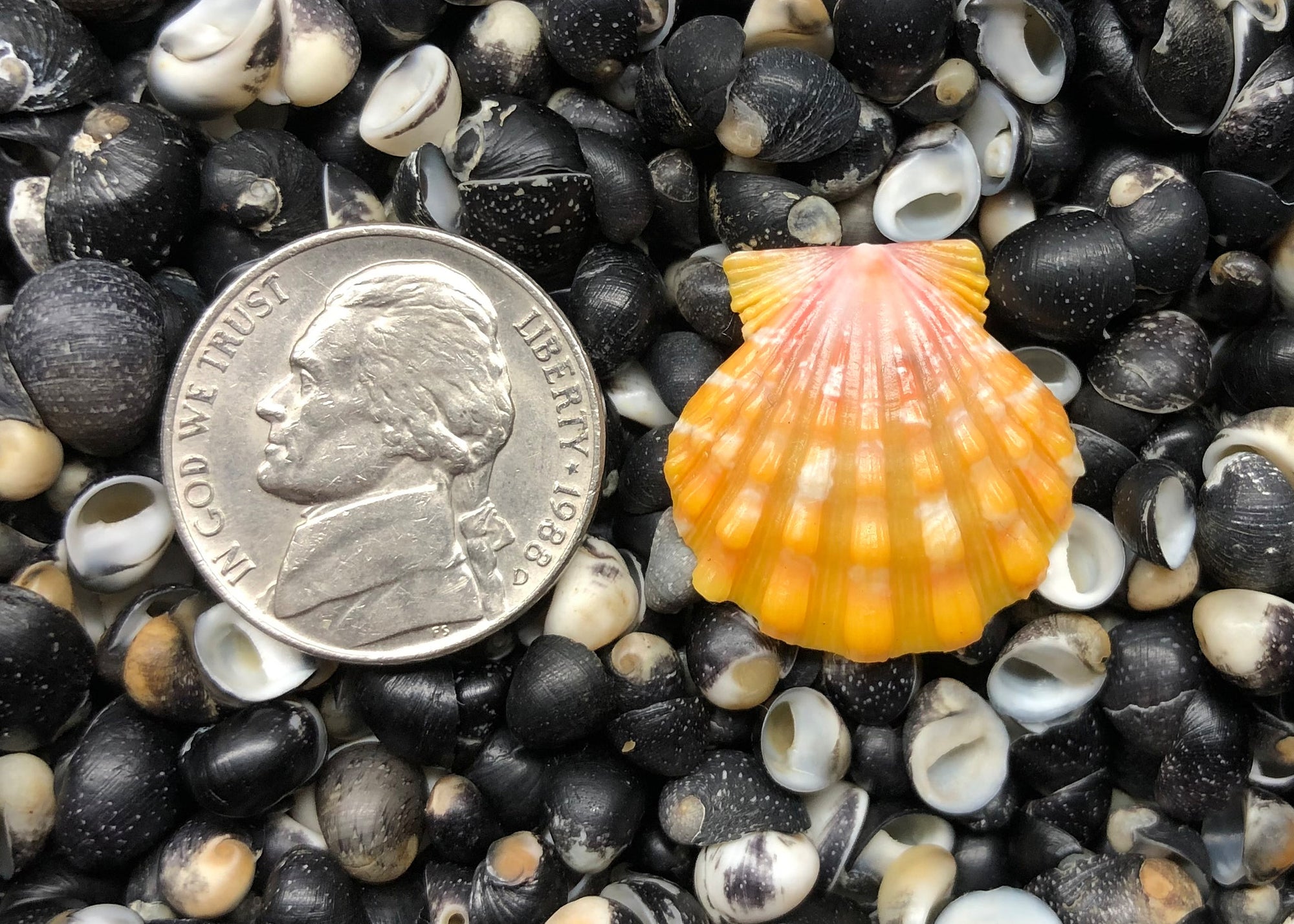 0546 single sunrise shell