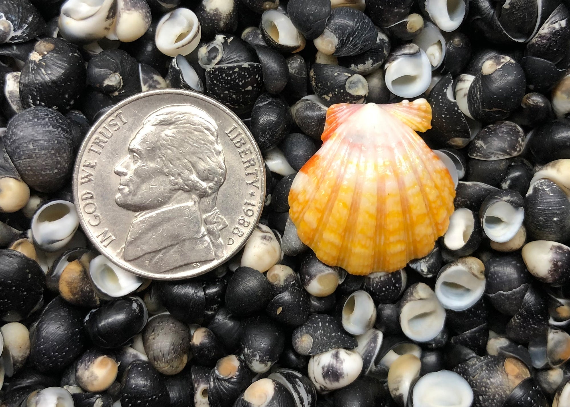 0547 single sunrise shell