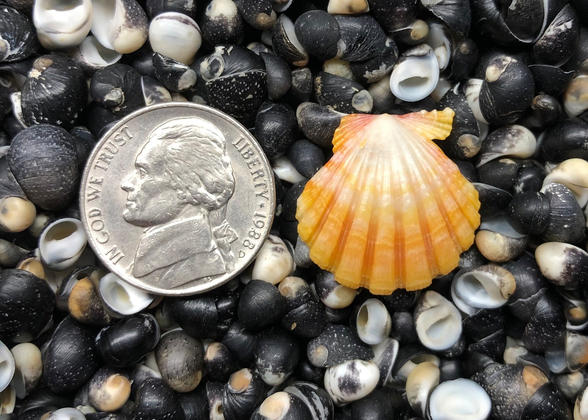 0550 single sunrise shell