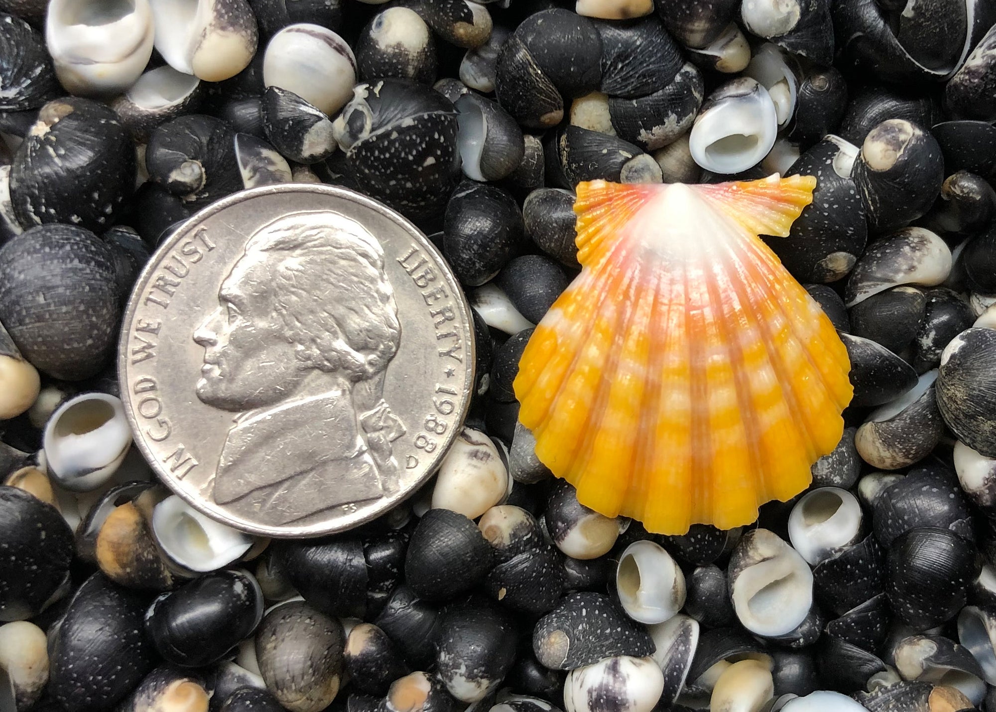 0554 single sunrise shell