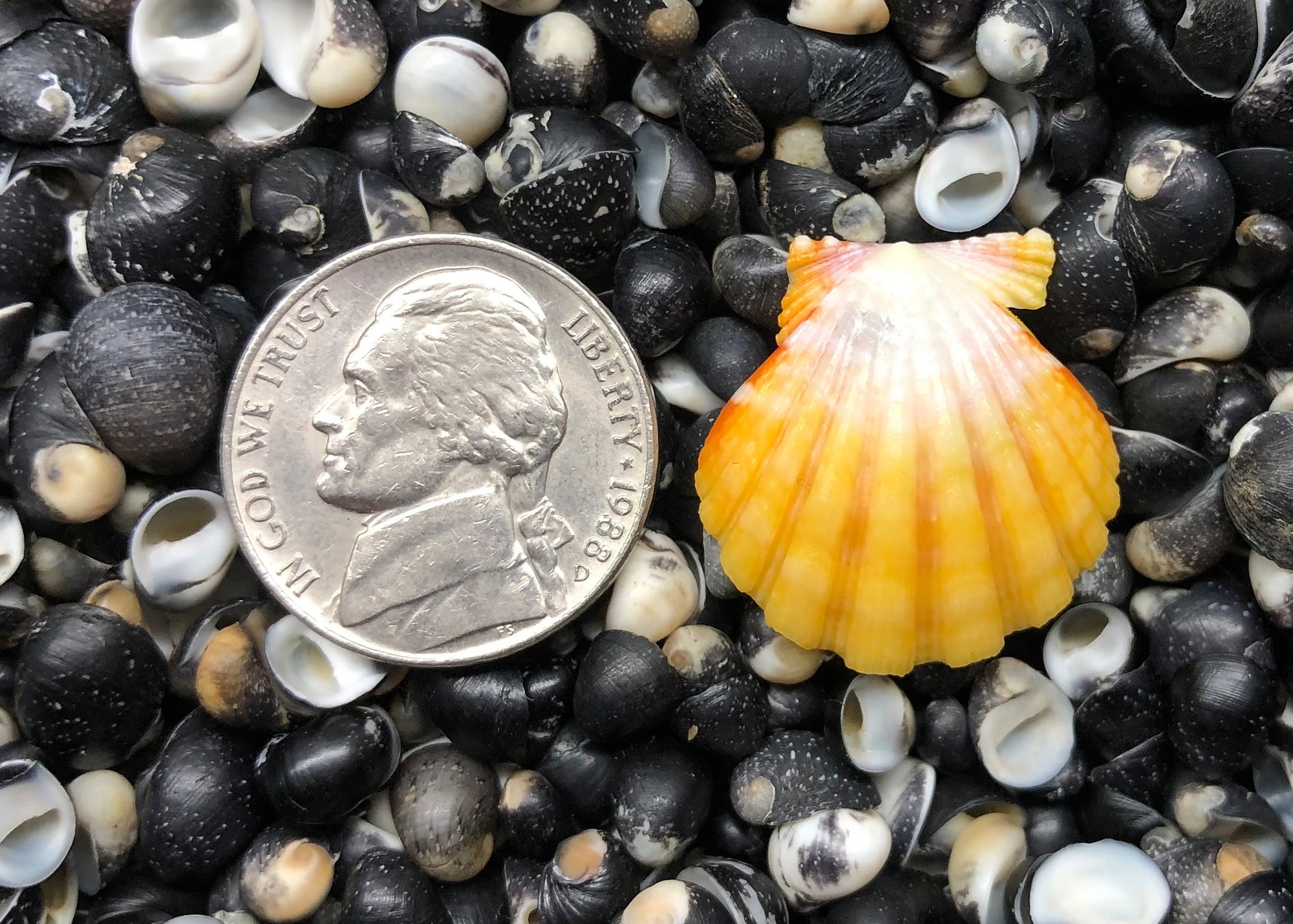 0555 single sunrise shell