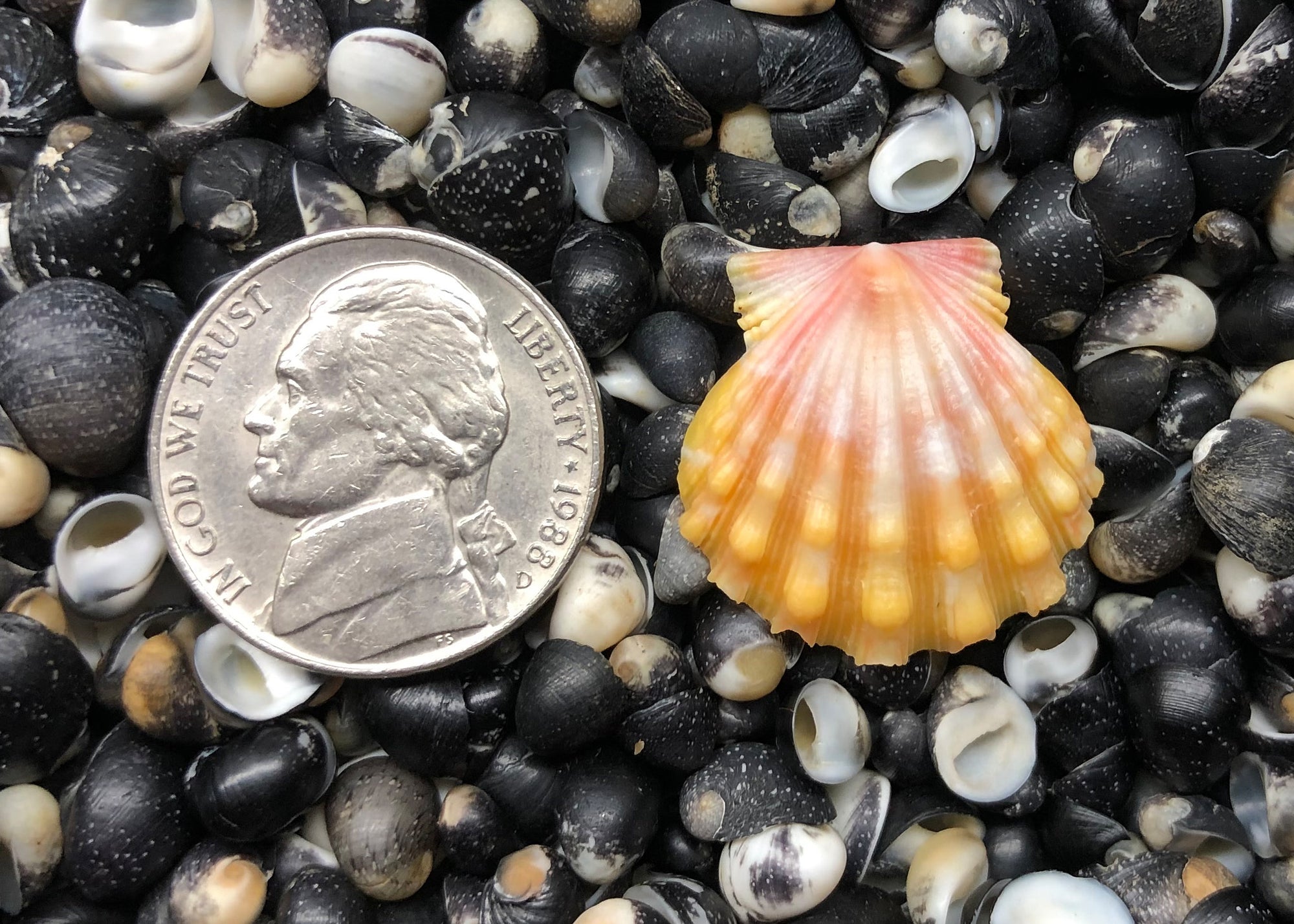 0557 single sunrise shell