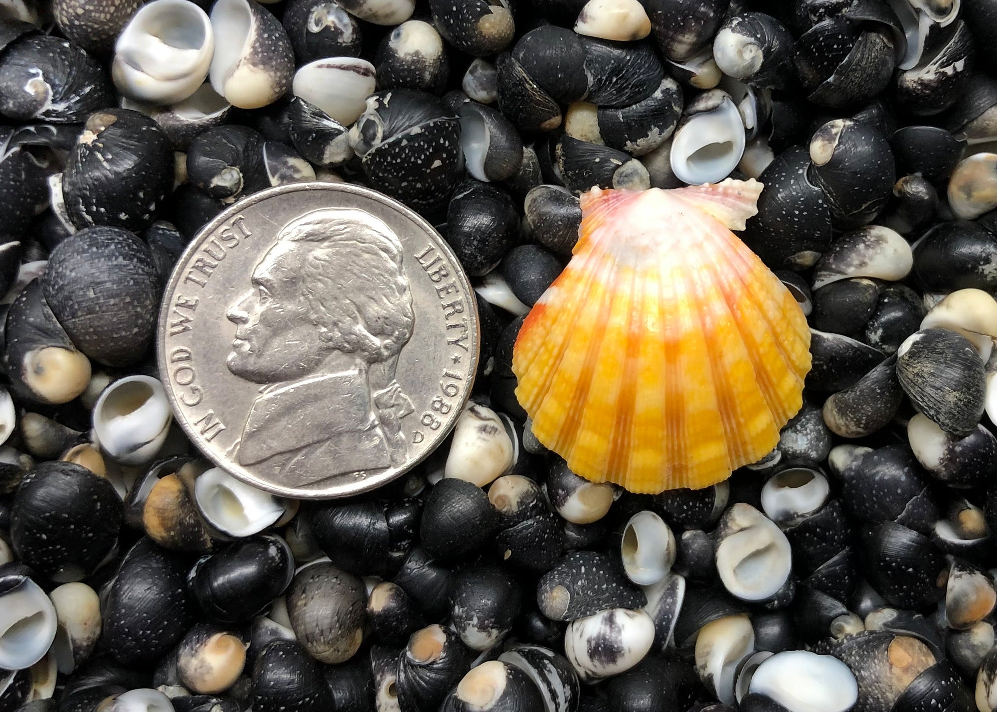 0559 single sunrise shell