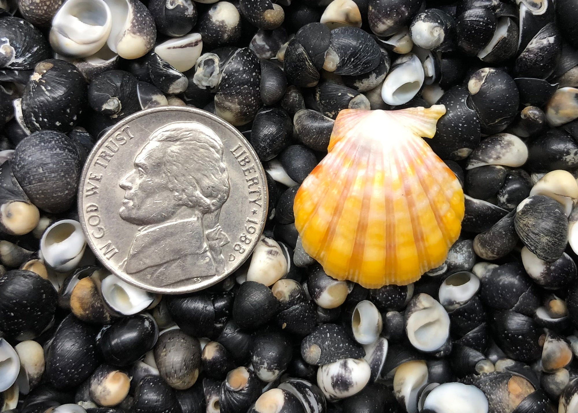 0561 single sunrise shell