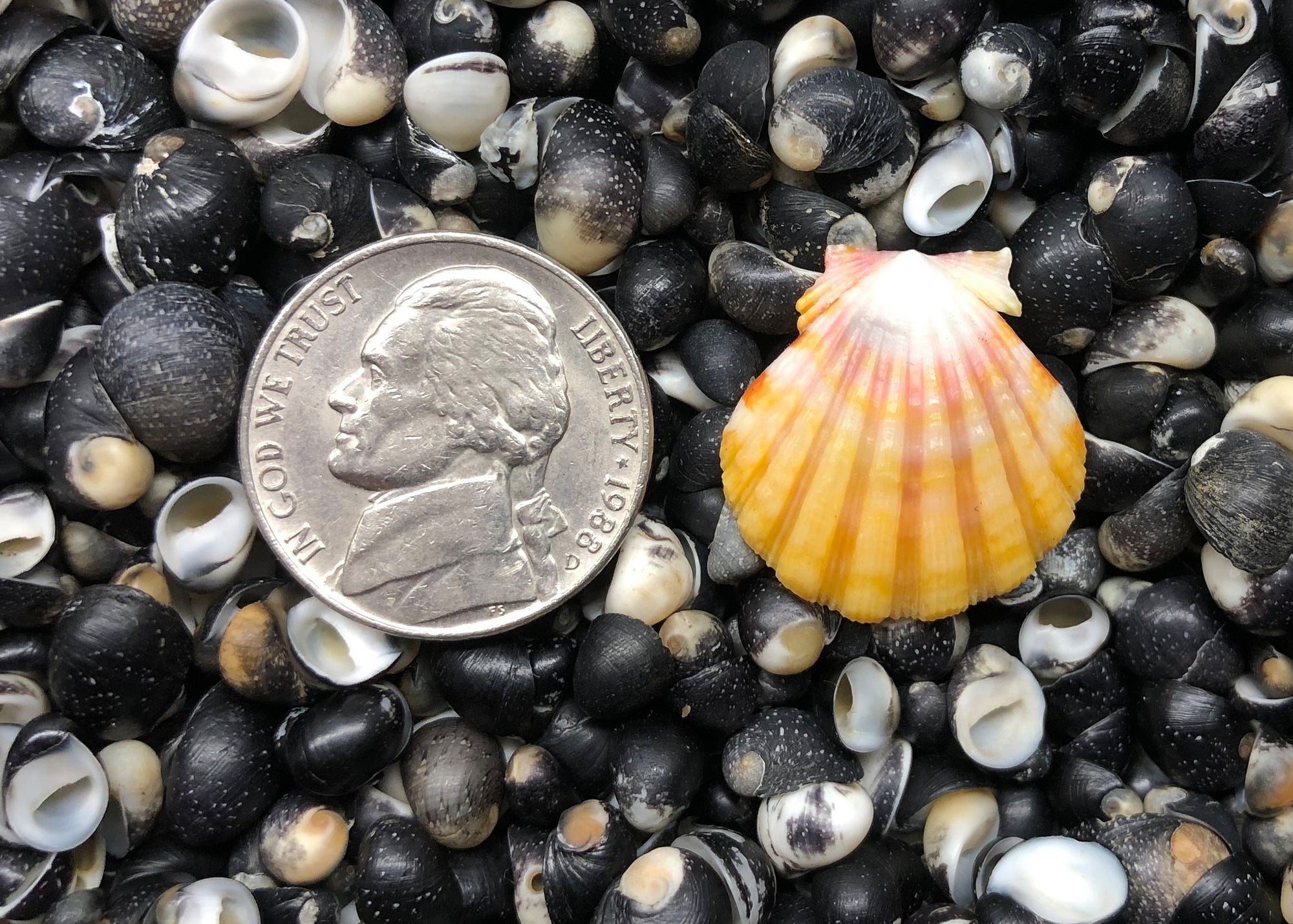 0563 single sunrise shell