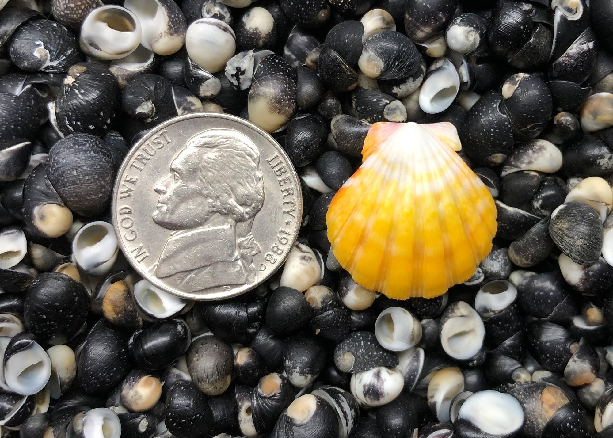 0564 single sunrise shell