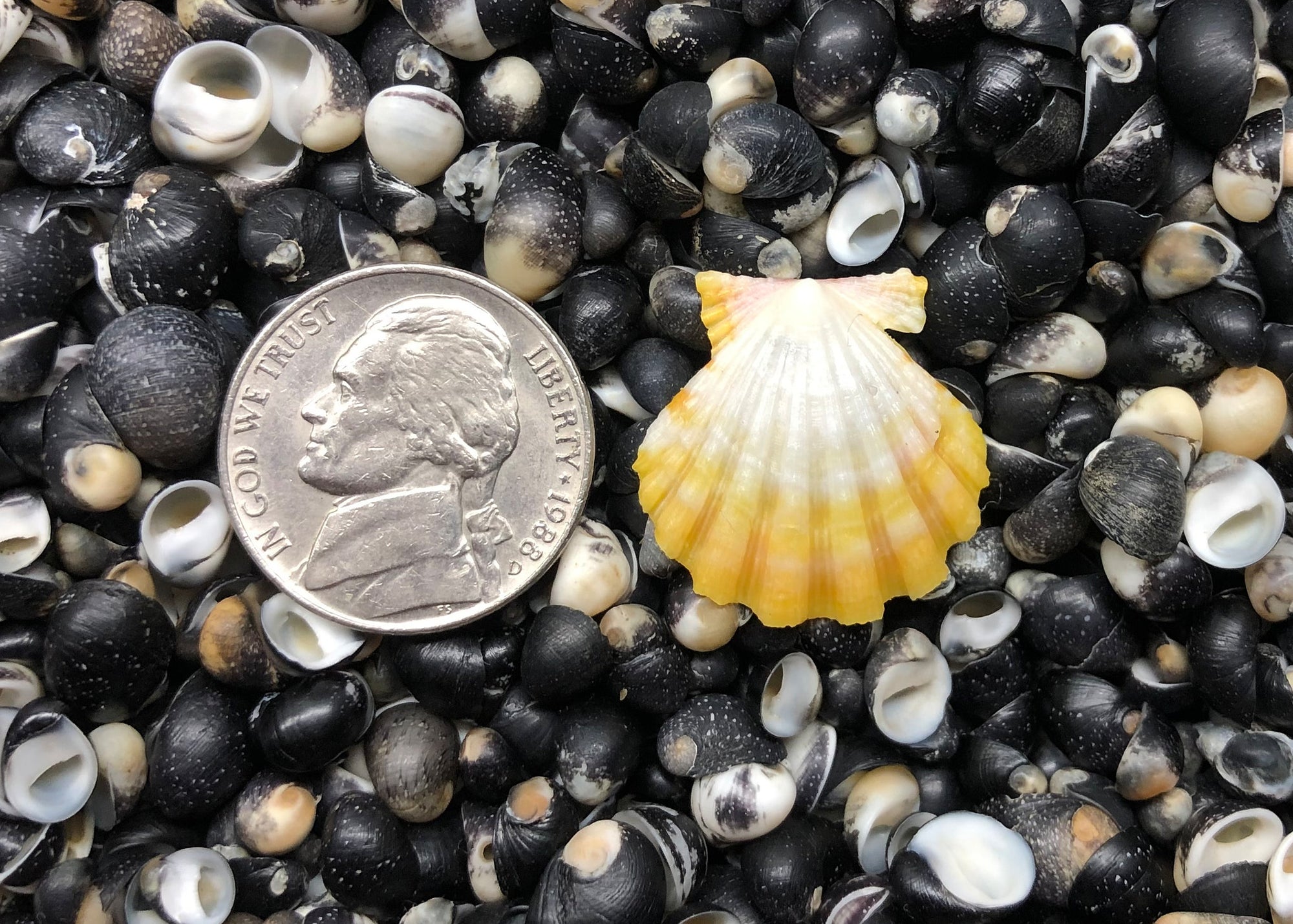 0565 single sunrise shell