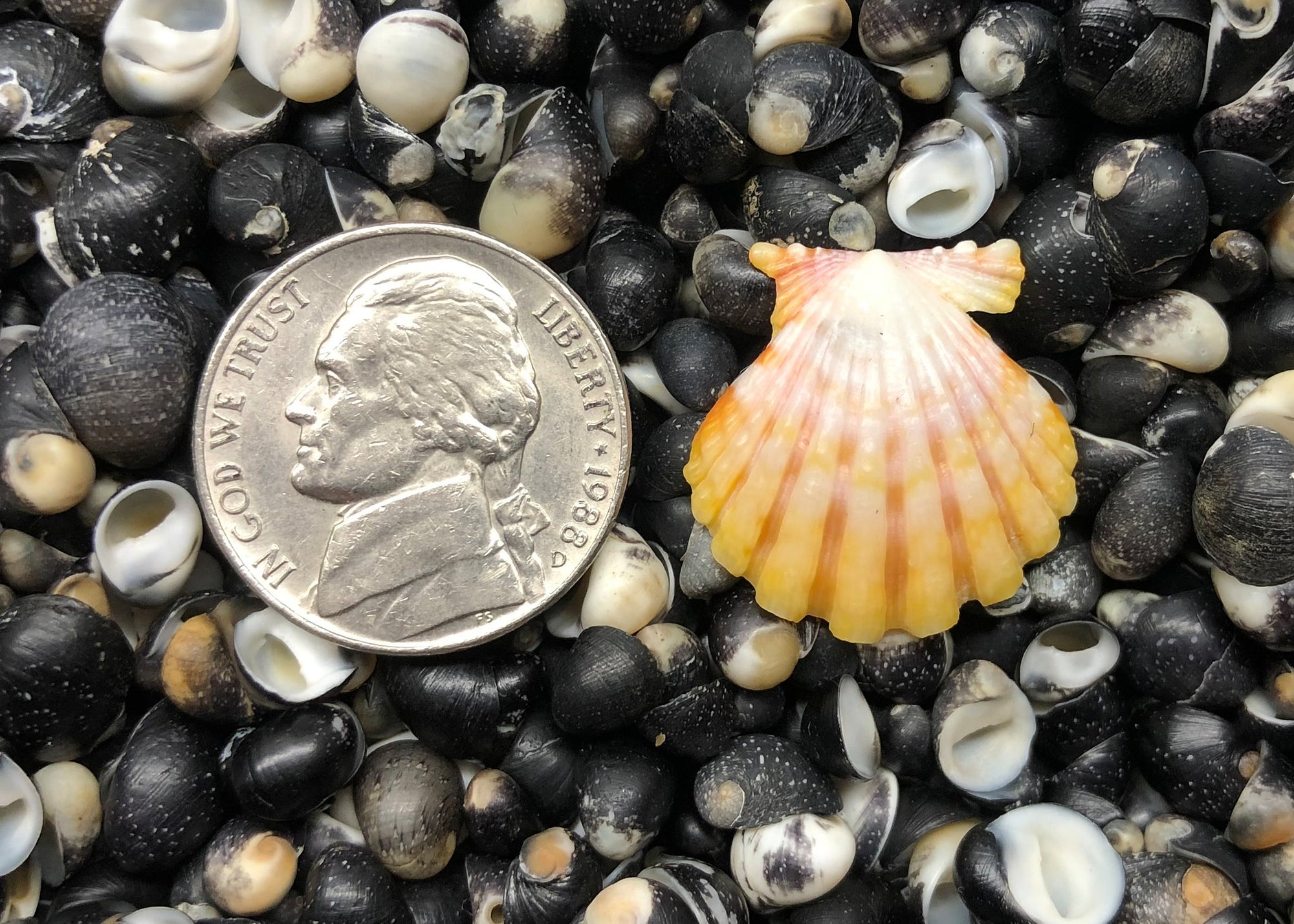 0567 single sunrise shell