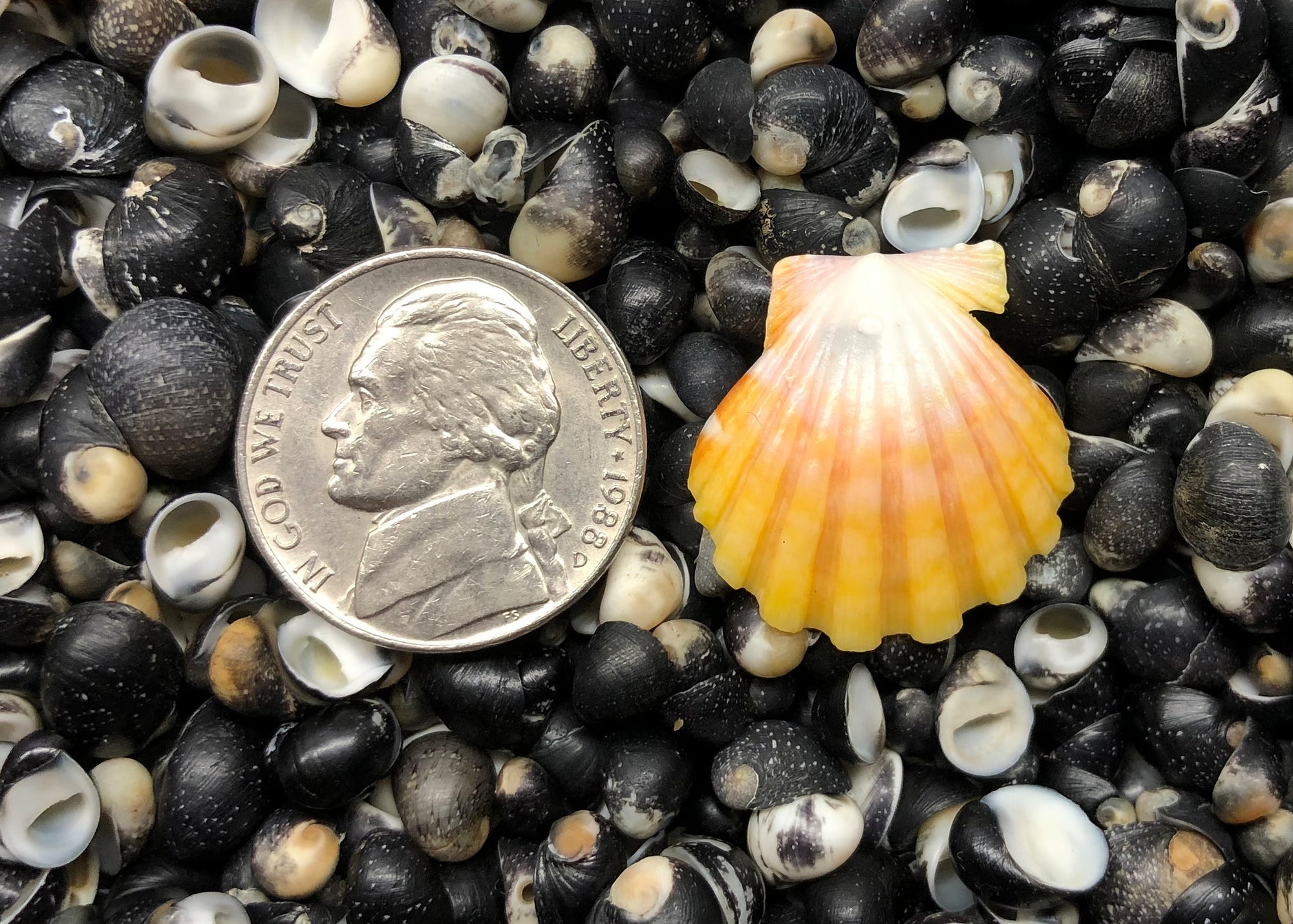 0568 single sunrise shell