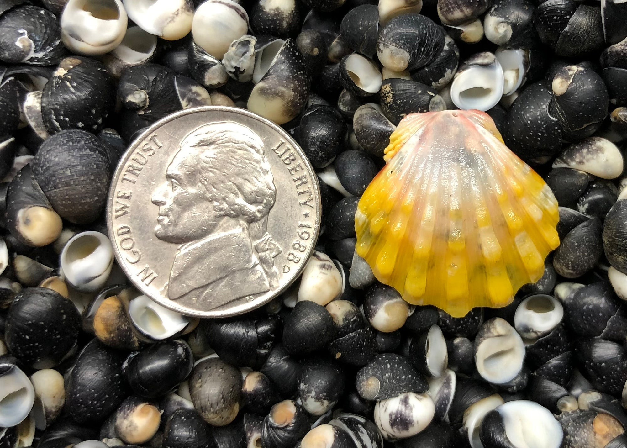 0569 single sunrise shell