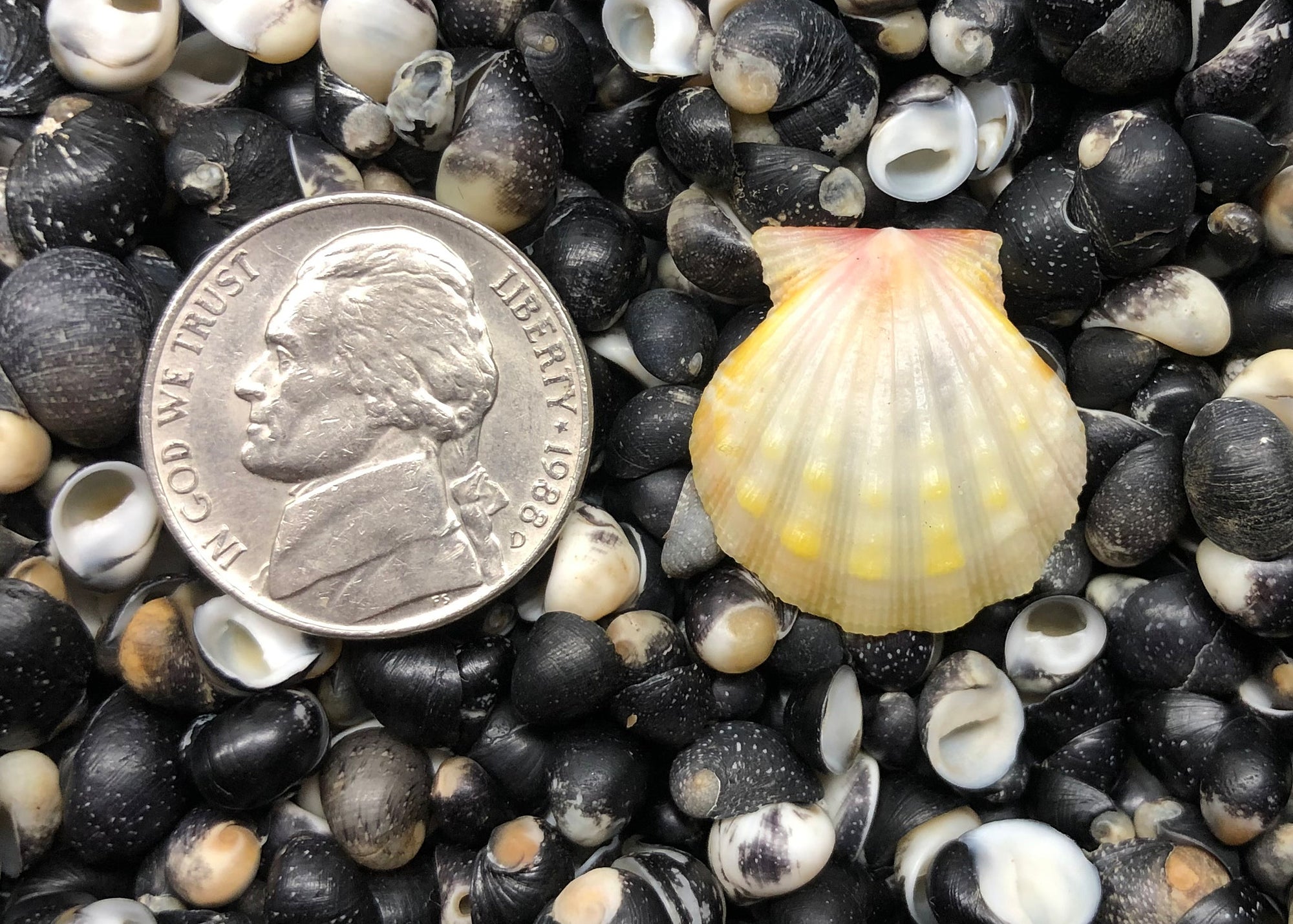 0570 single sunrise shell