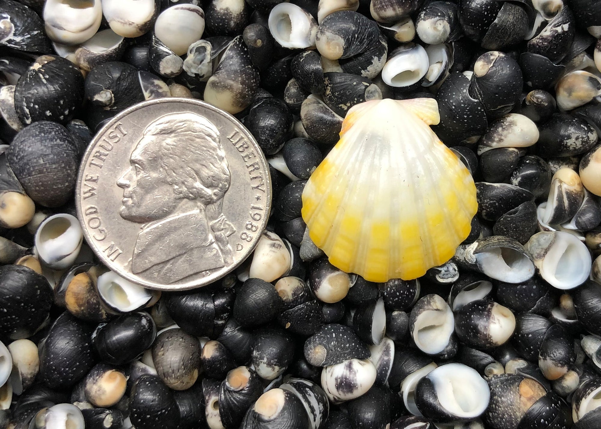 0571 single sunrise sell