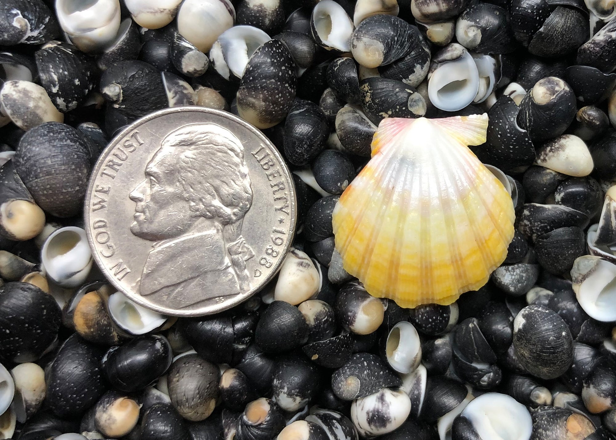 0574 single sunrise shell