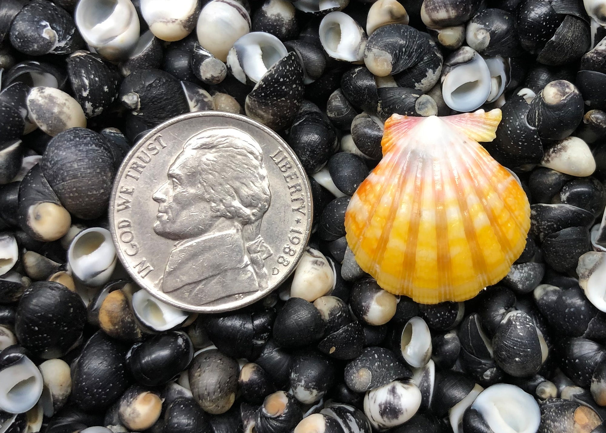 0575 single sunrise shell