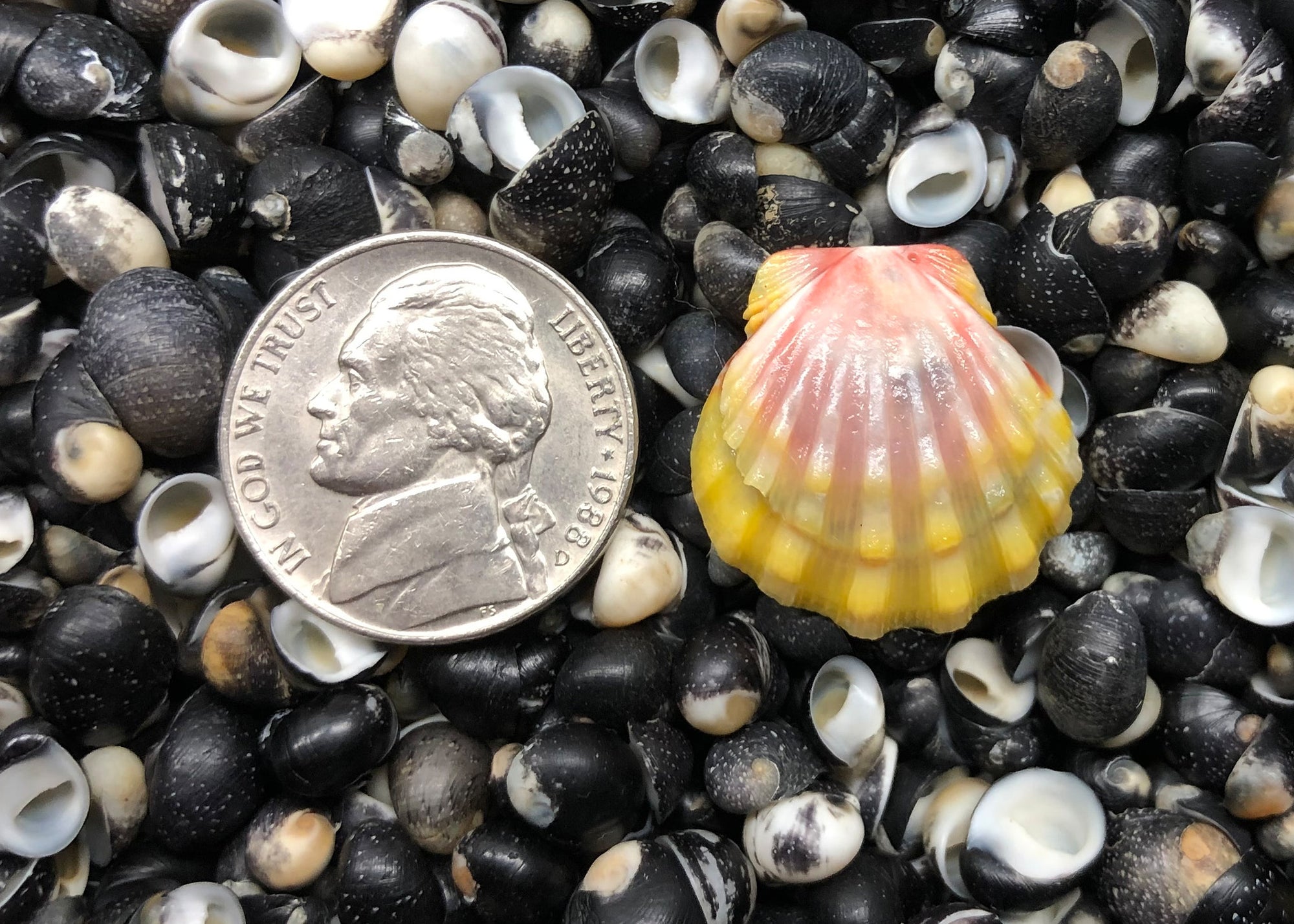 0578 single sunrise shell