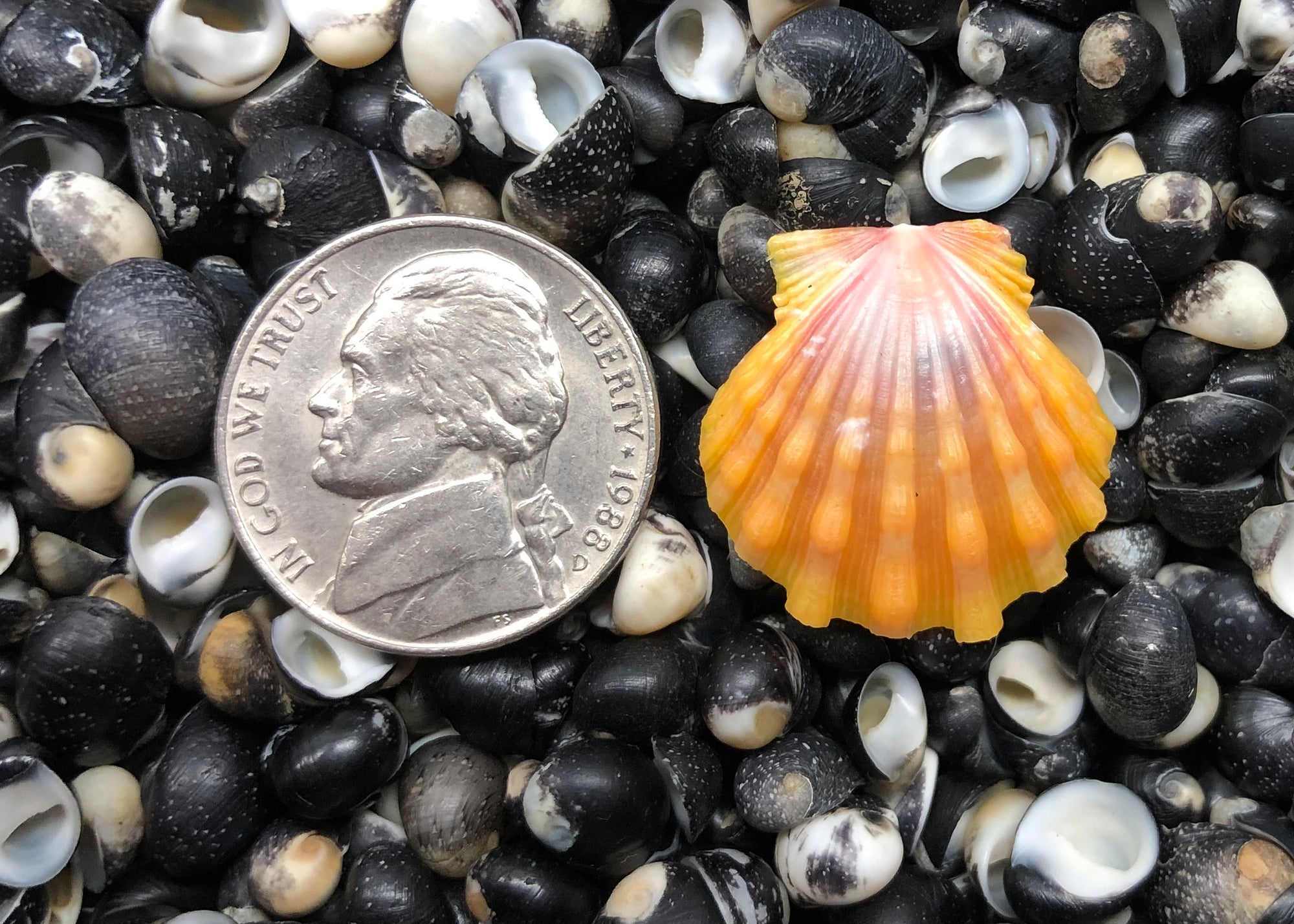 0580 single sunrise shell