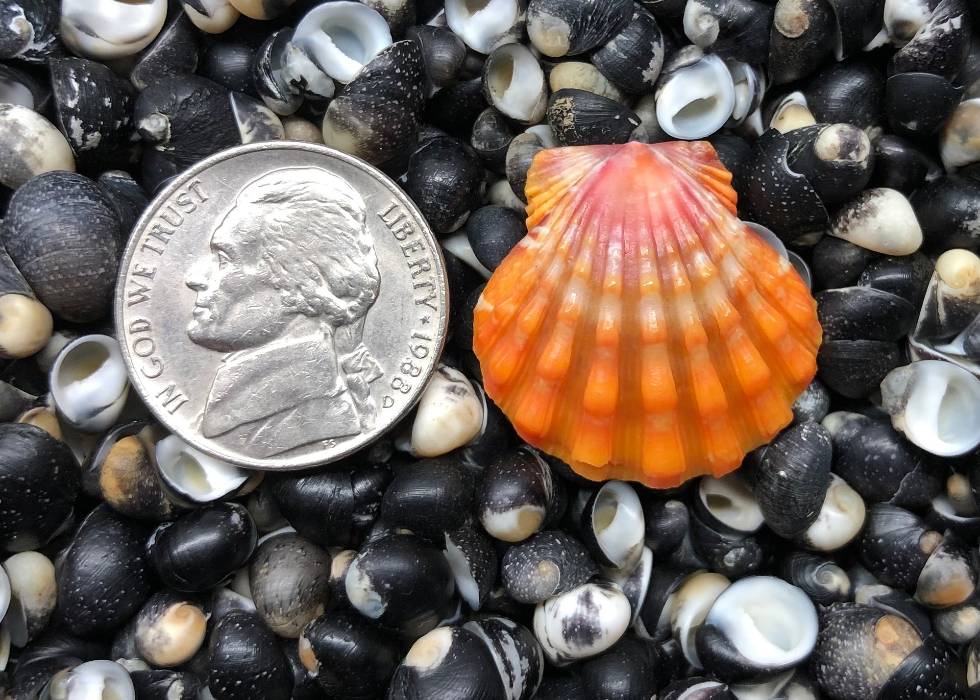 0582 single sunrise shell