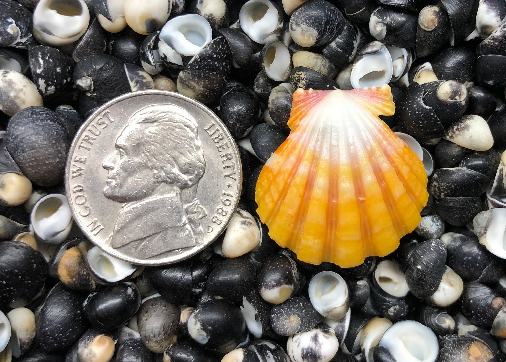 0583 single sunrise shell