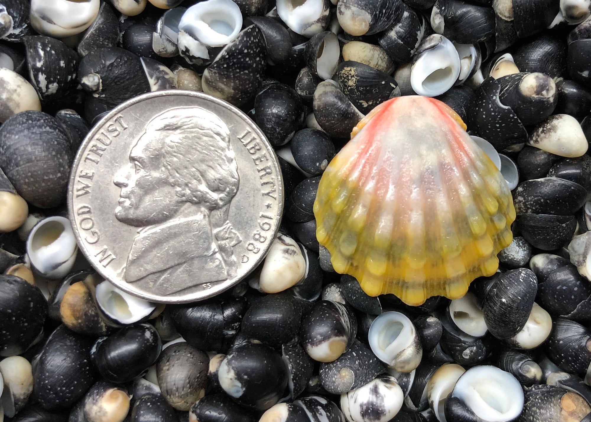 0584 single sunrise shell