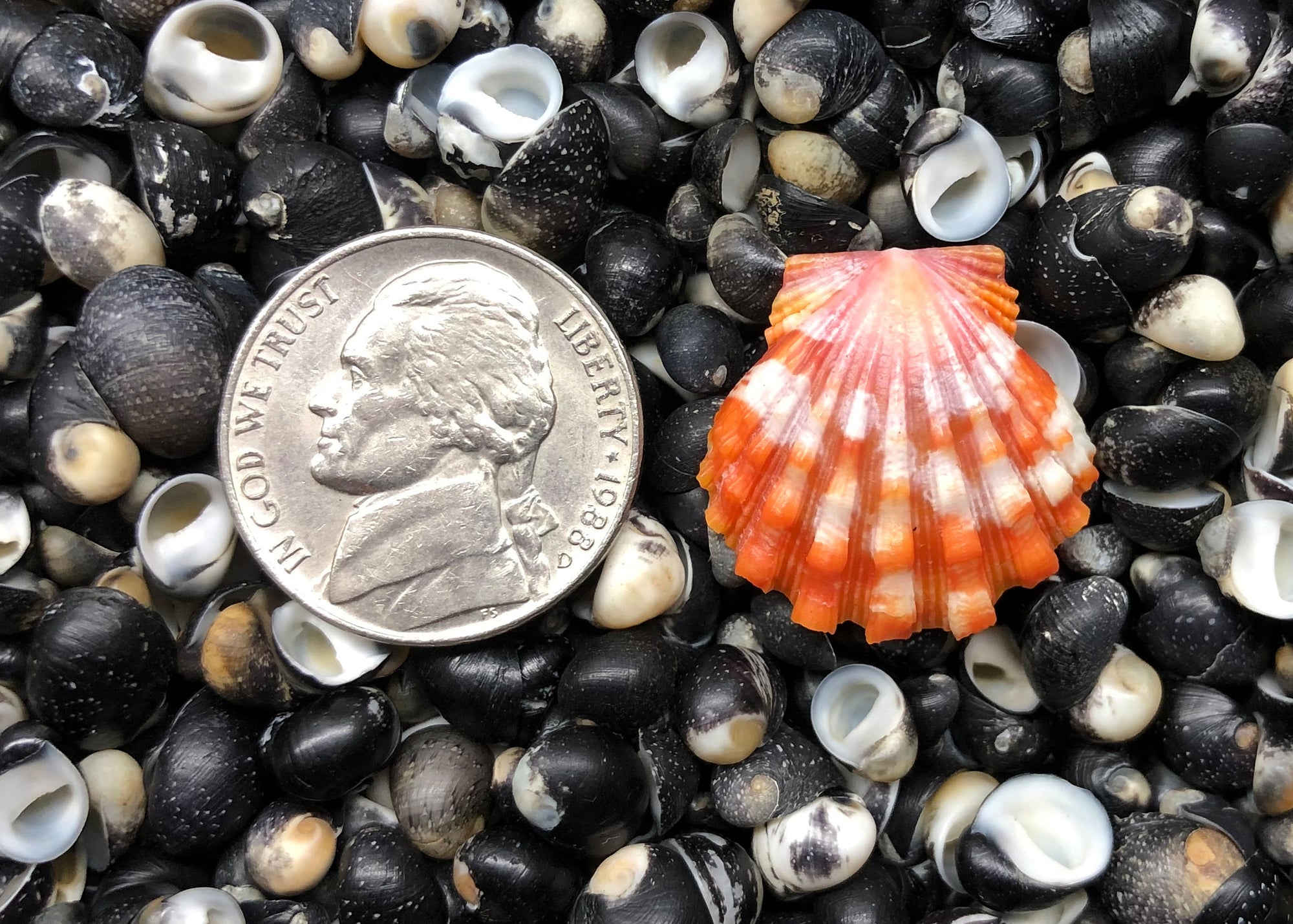 0585 single sunrise shell