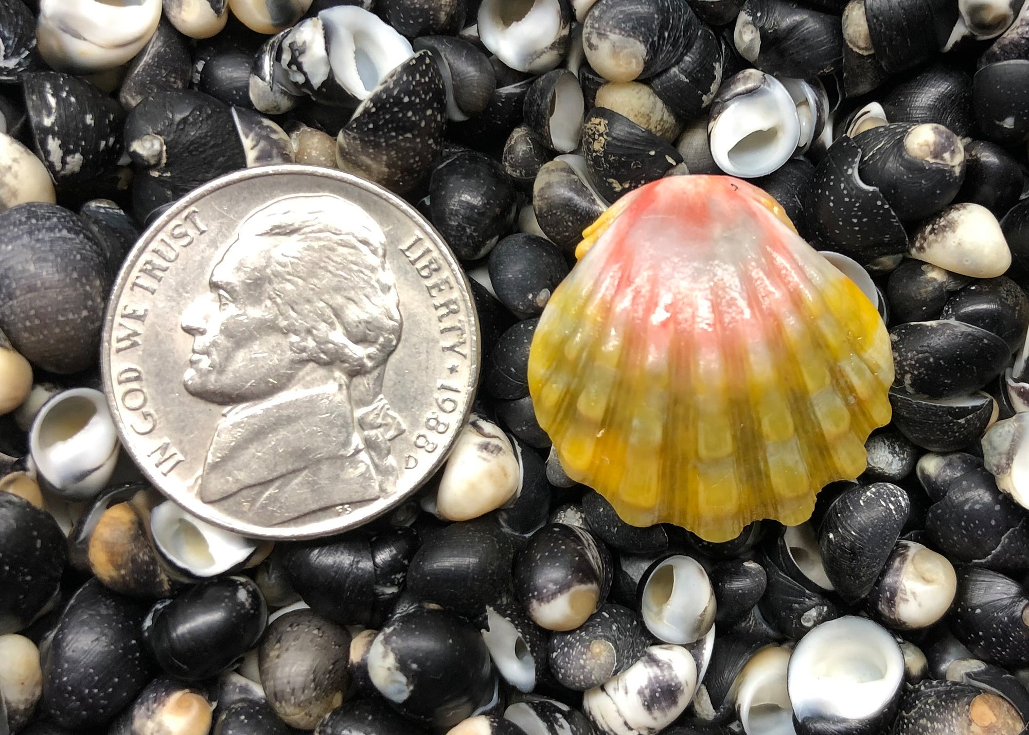 0588 single sunrise shell