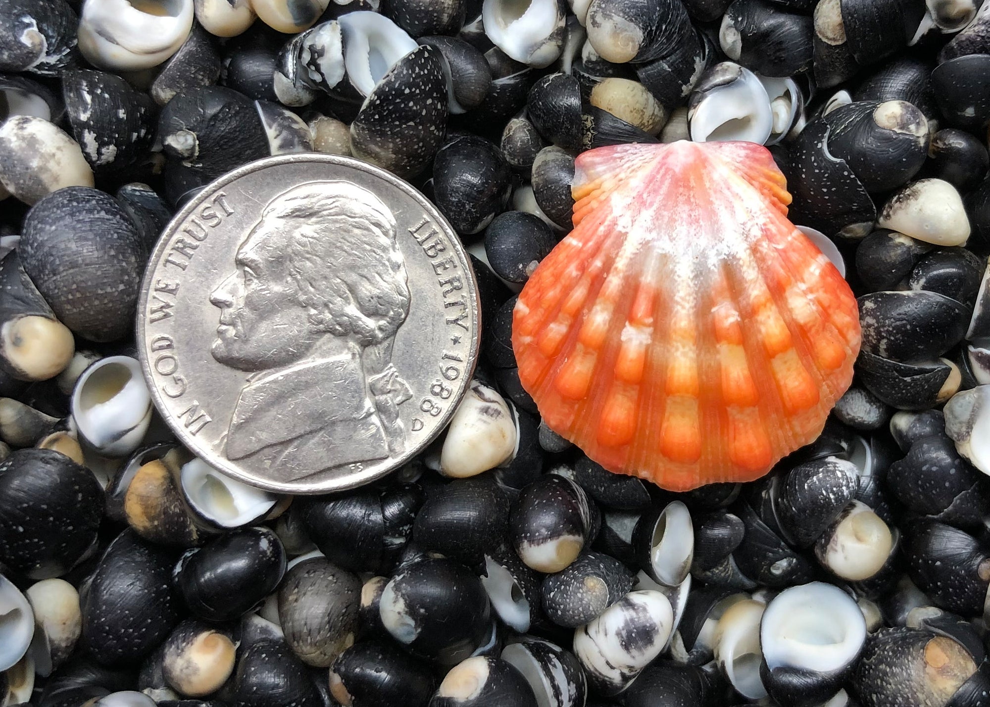 0590 single sunrise shell