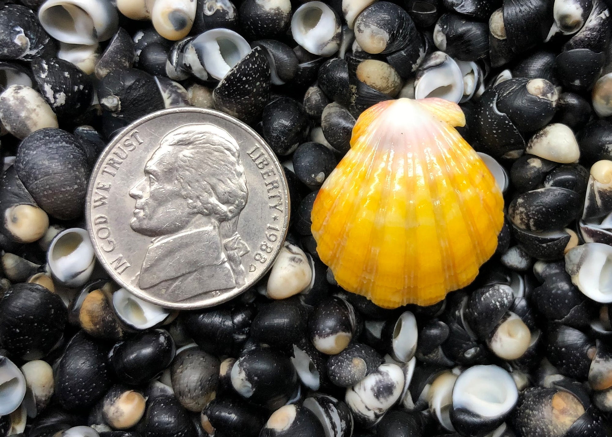 0591 single sunrise shell