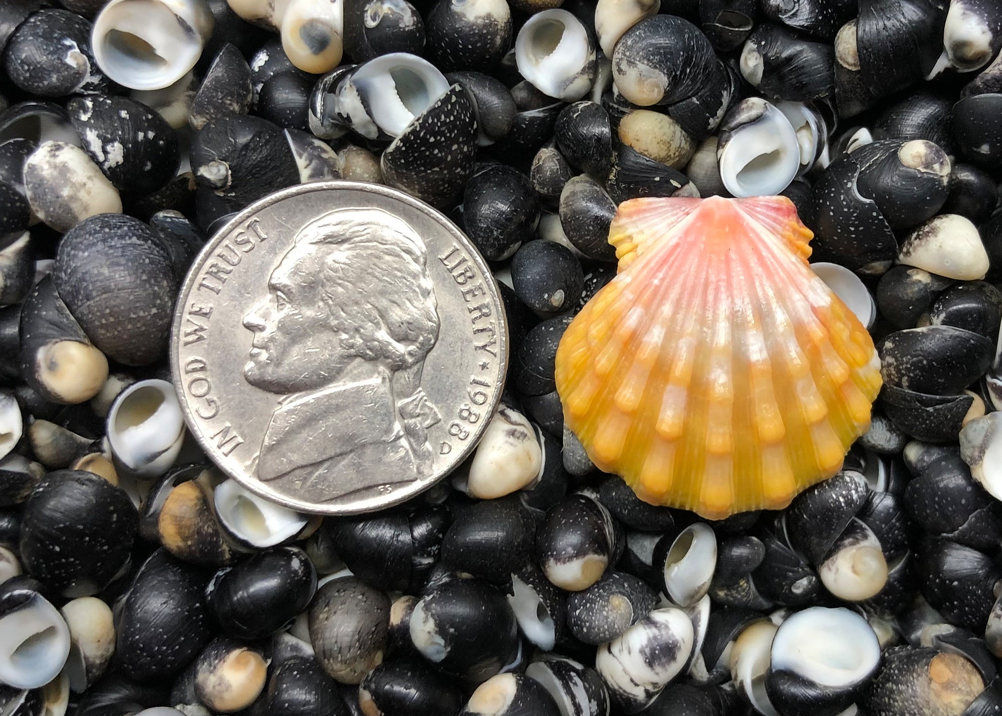 0593 single sunrise shell