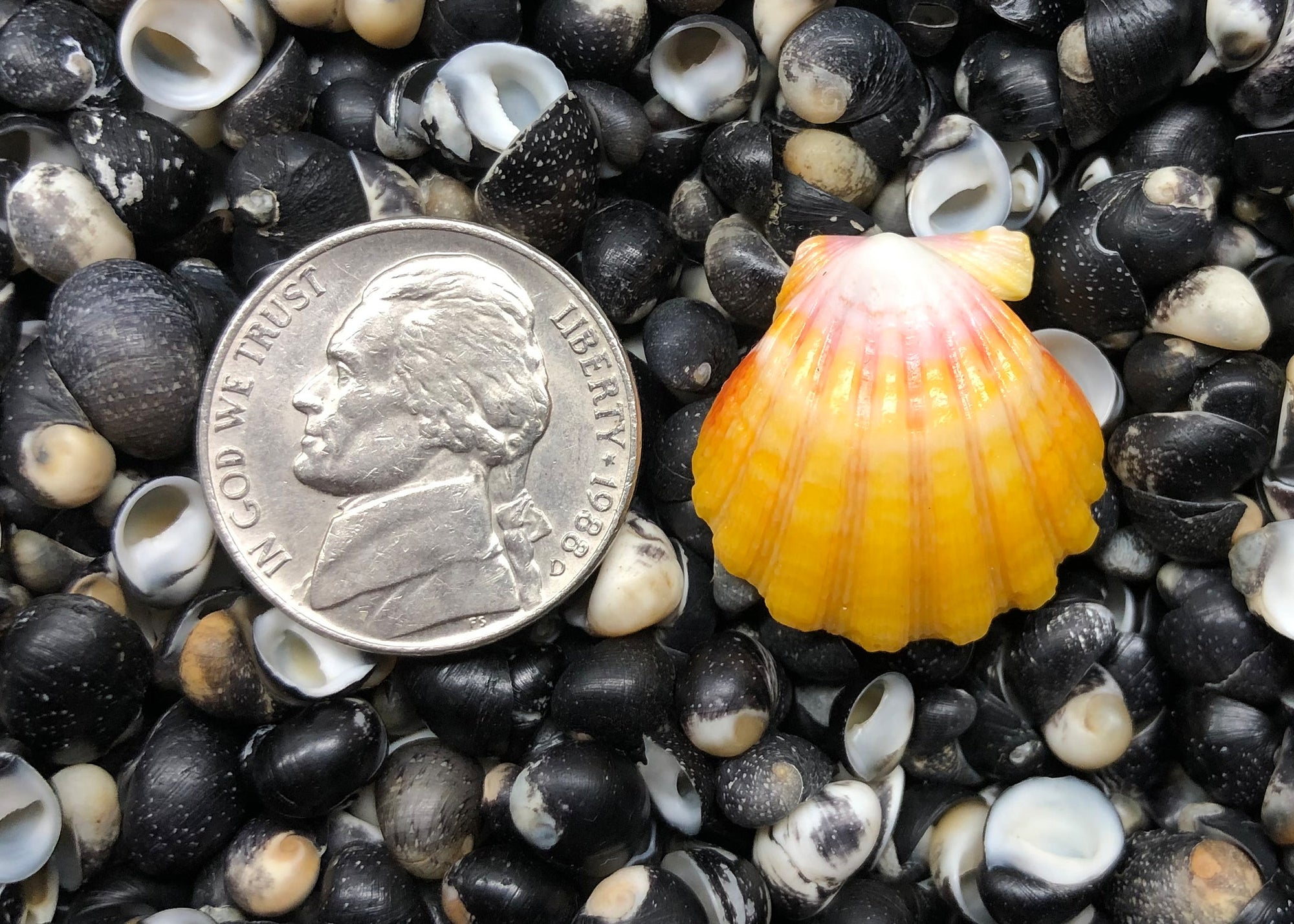 0594 single sunrise shell