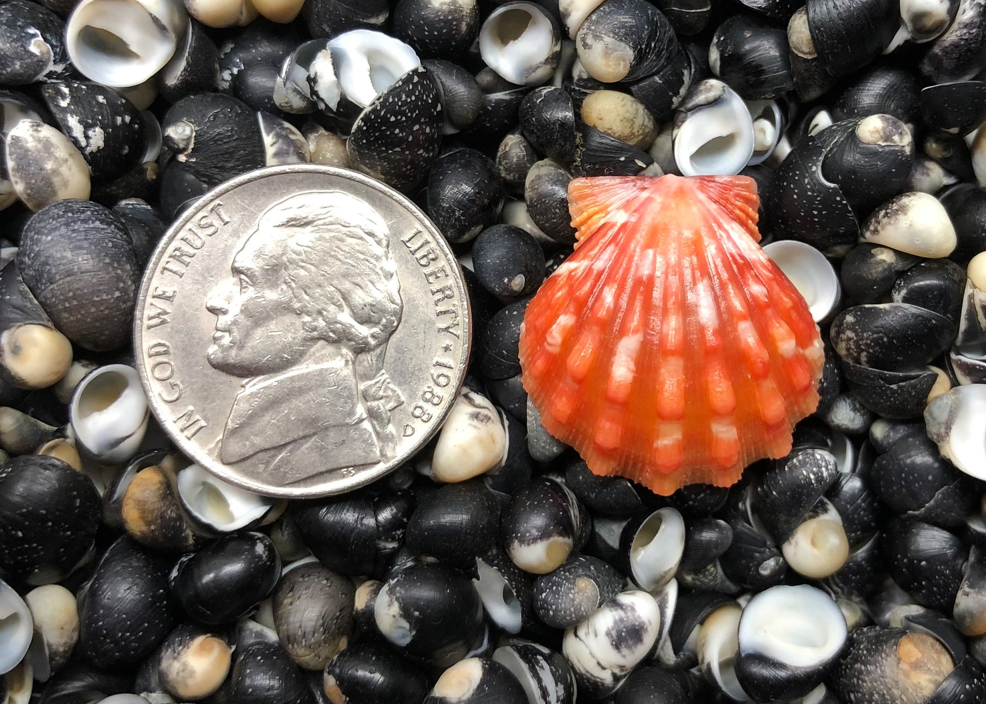 0595 single sunrise shell