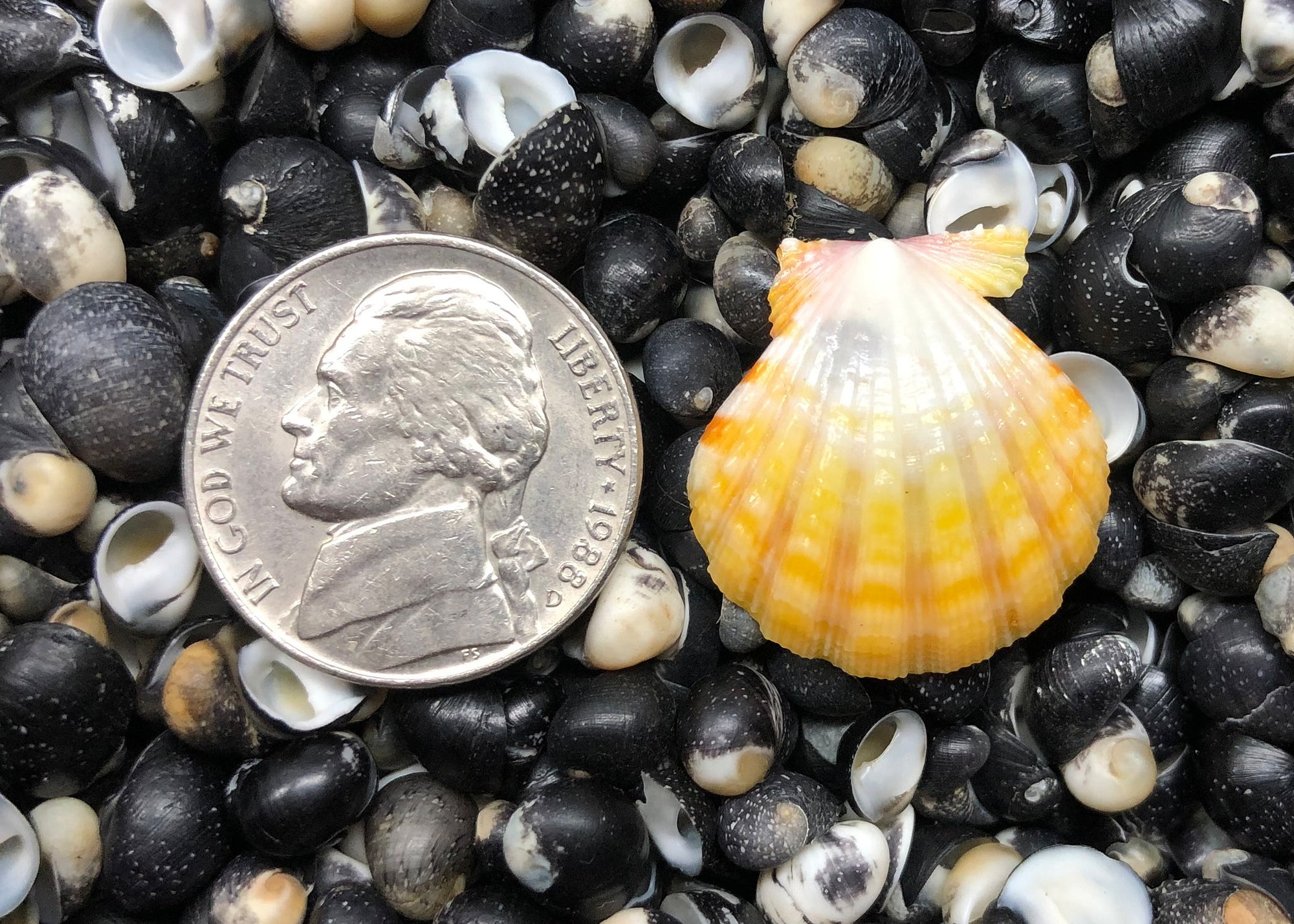 0596 single sunrise shell