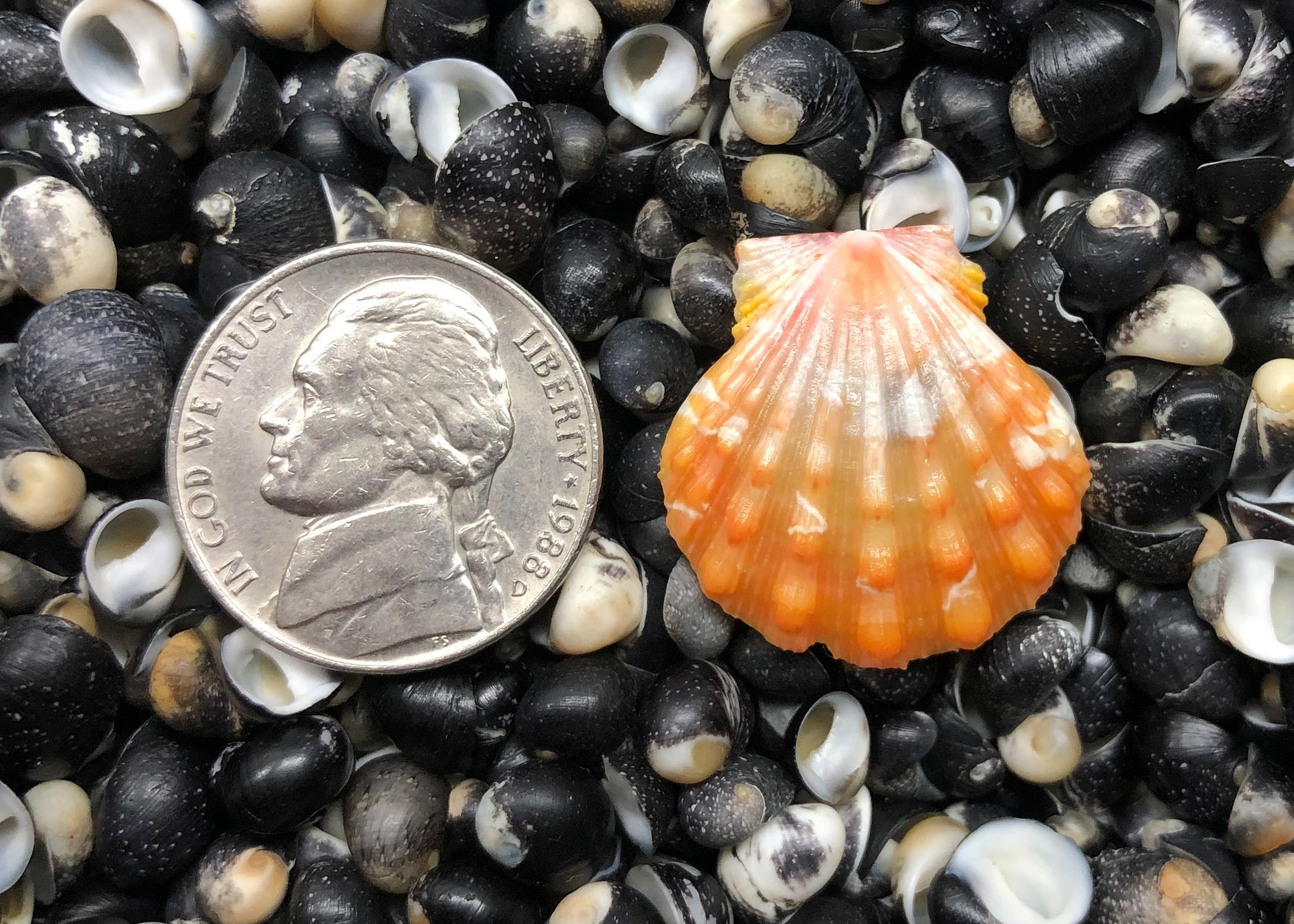 0598 single sunrise shell