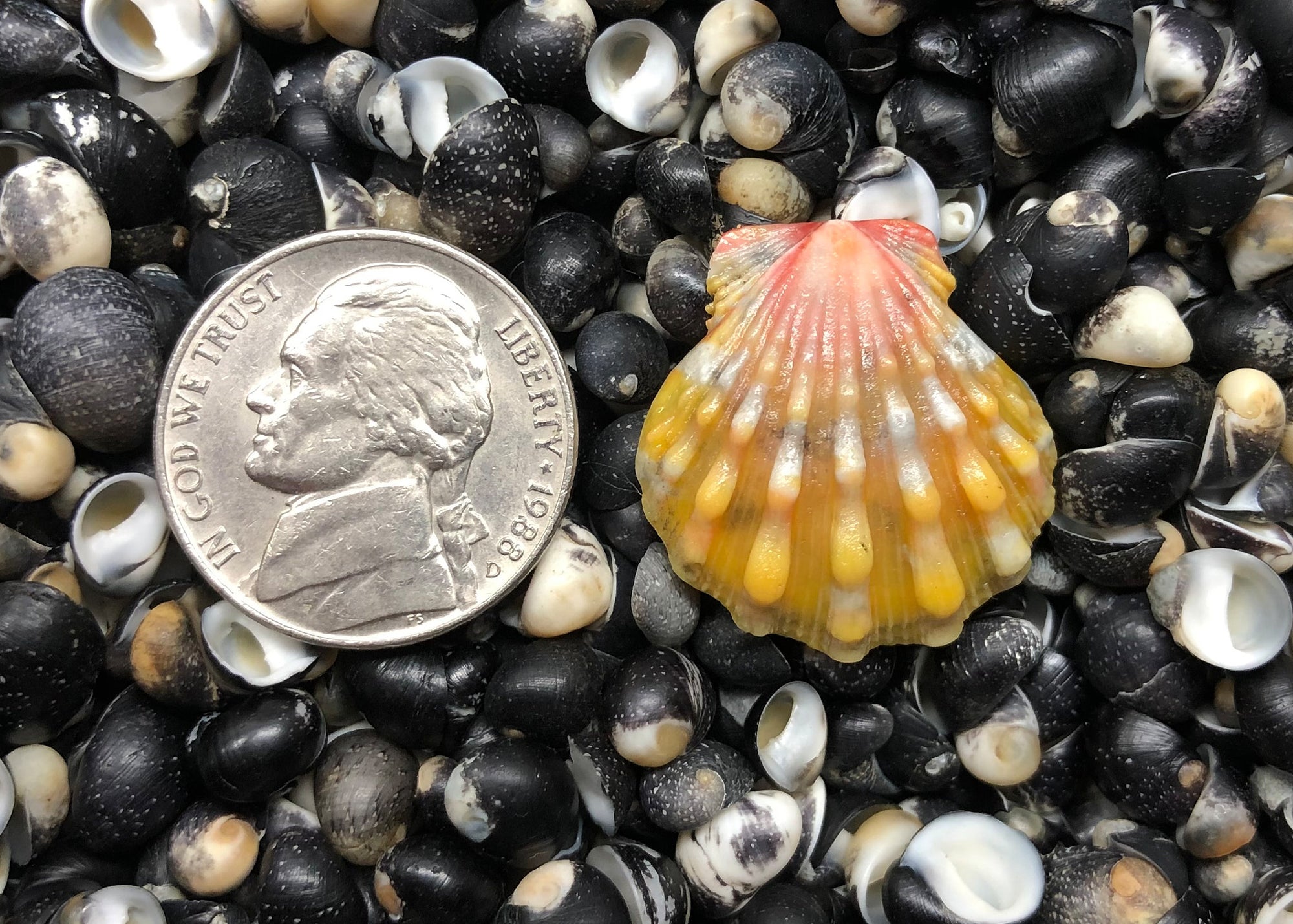 0599 single sunrise shell