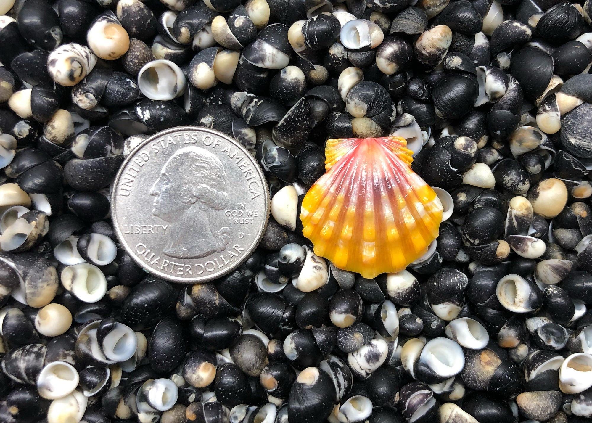 0322 single sunrise shell