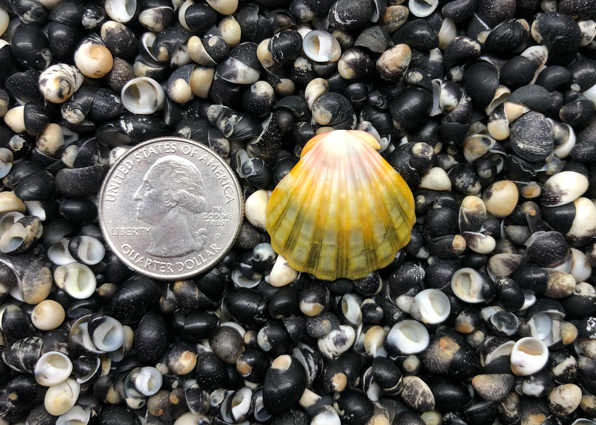 0325 single sunrise shell