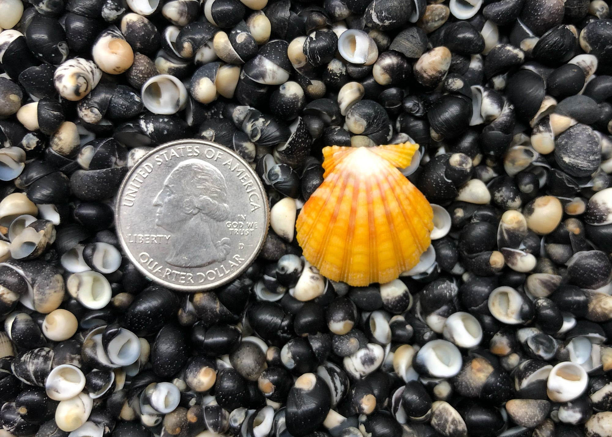 0344 single sunrise shell