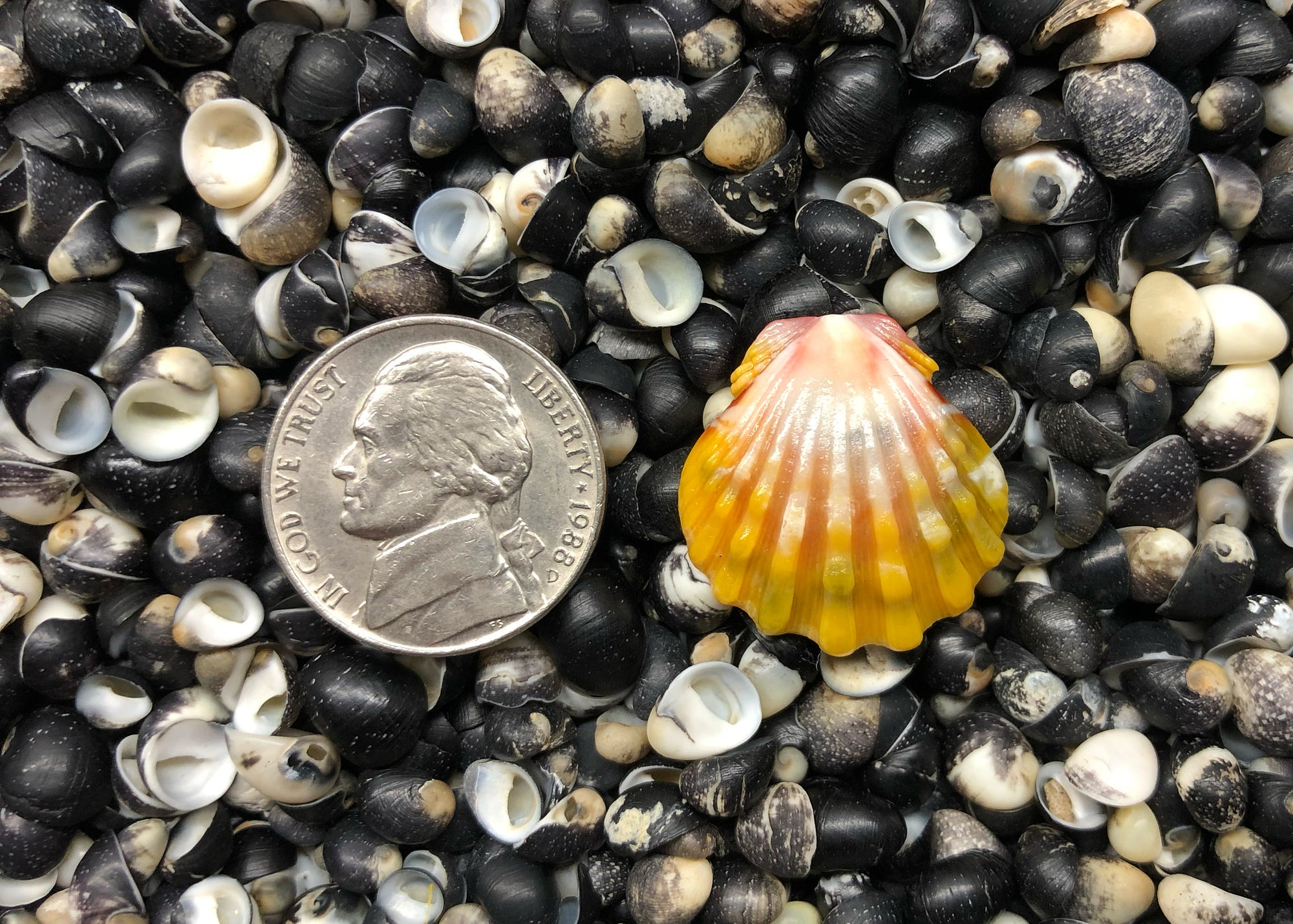 0606 single sunrises shell