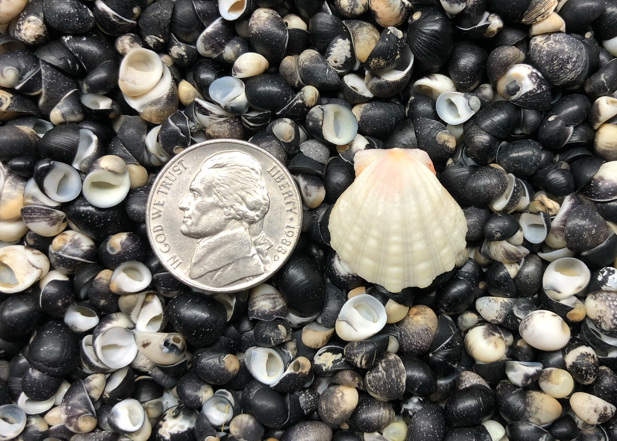 0617 single sunrise shell