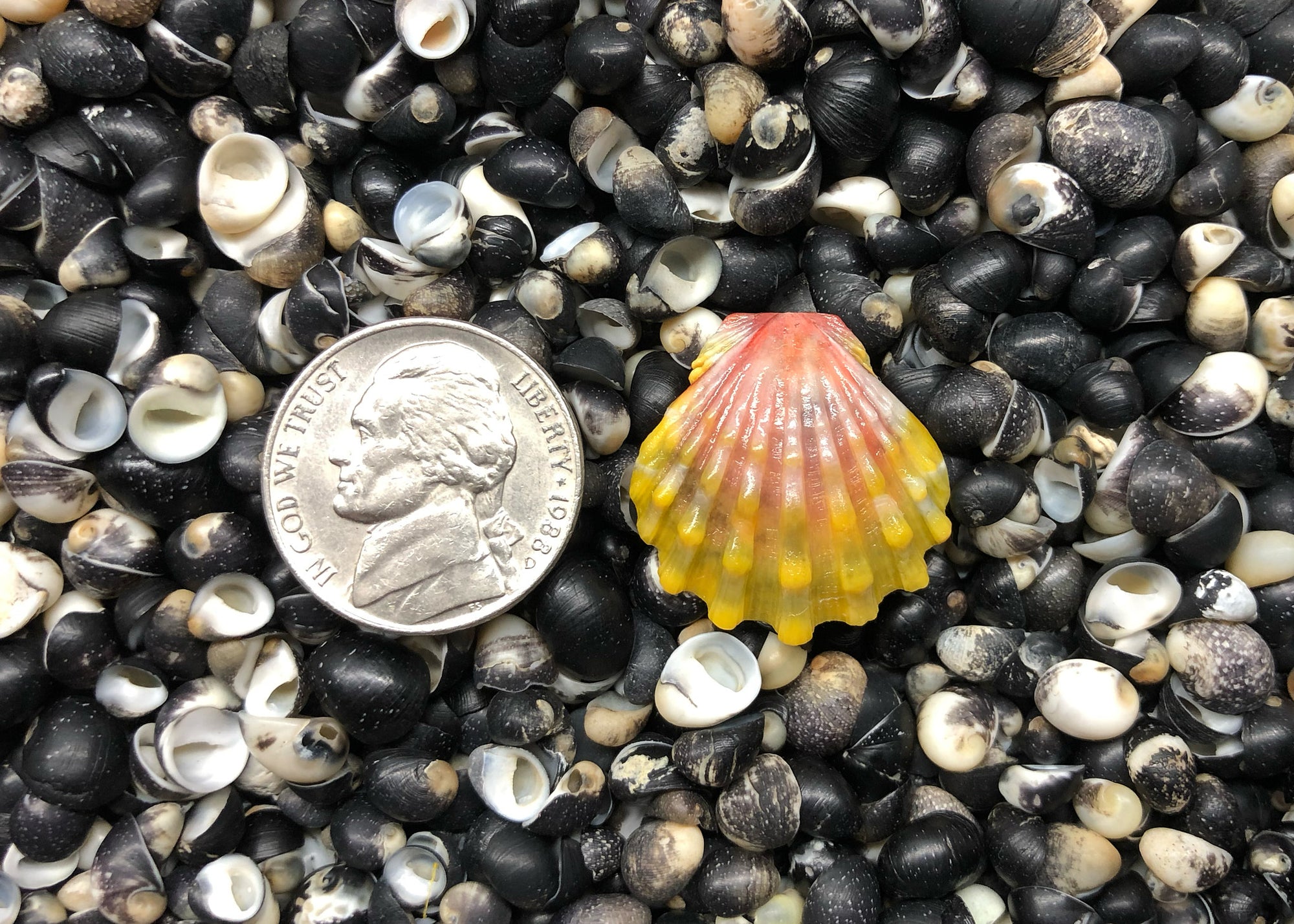 0619 single sunrise shell