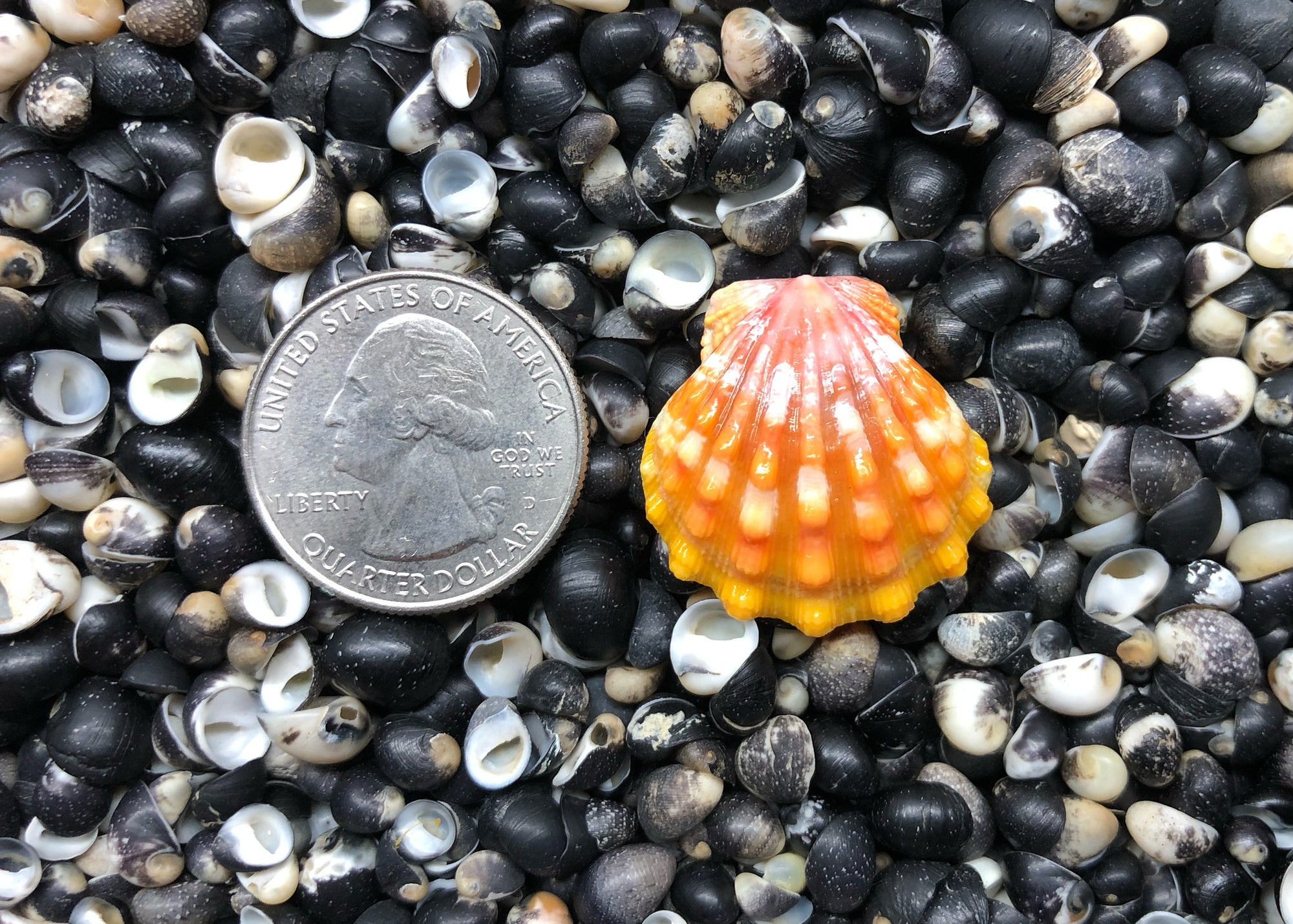 0621 single sunrise shell