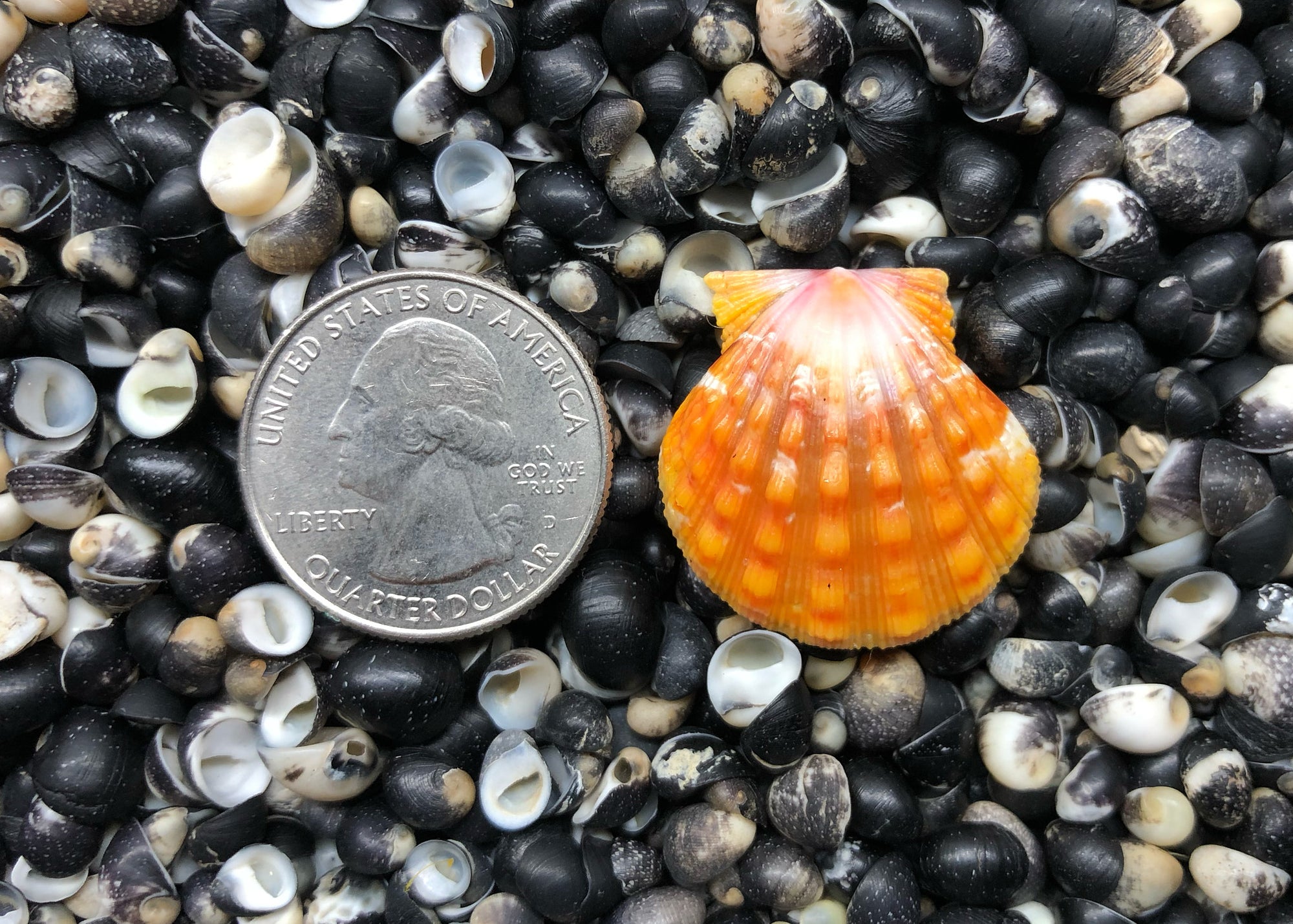 0622 single sunrise shell