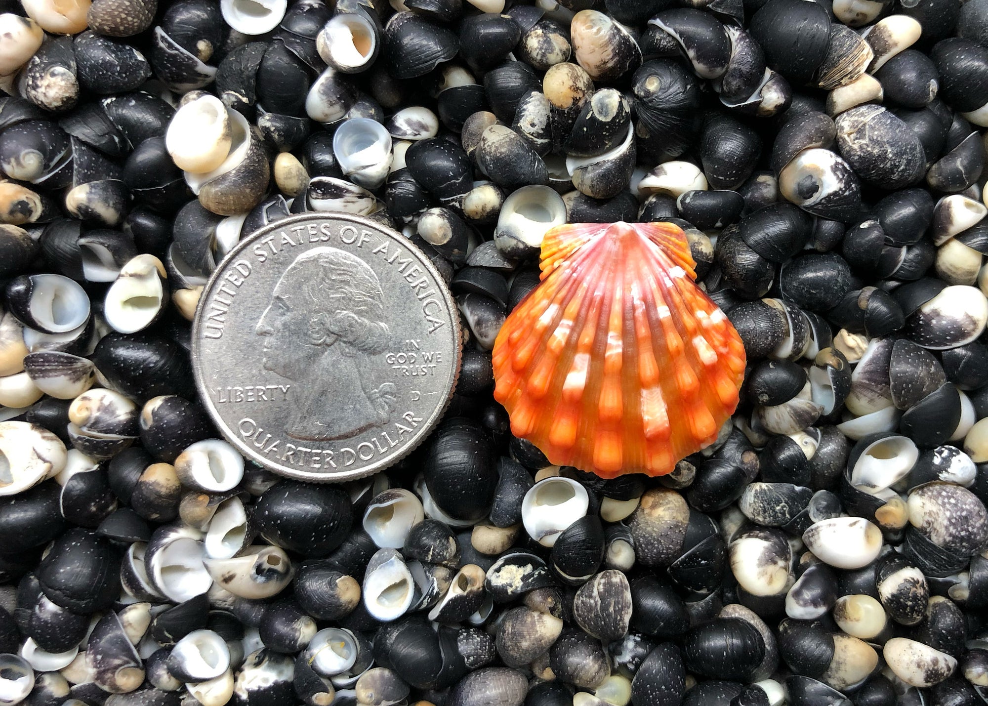 0623 single sunrise shell