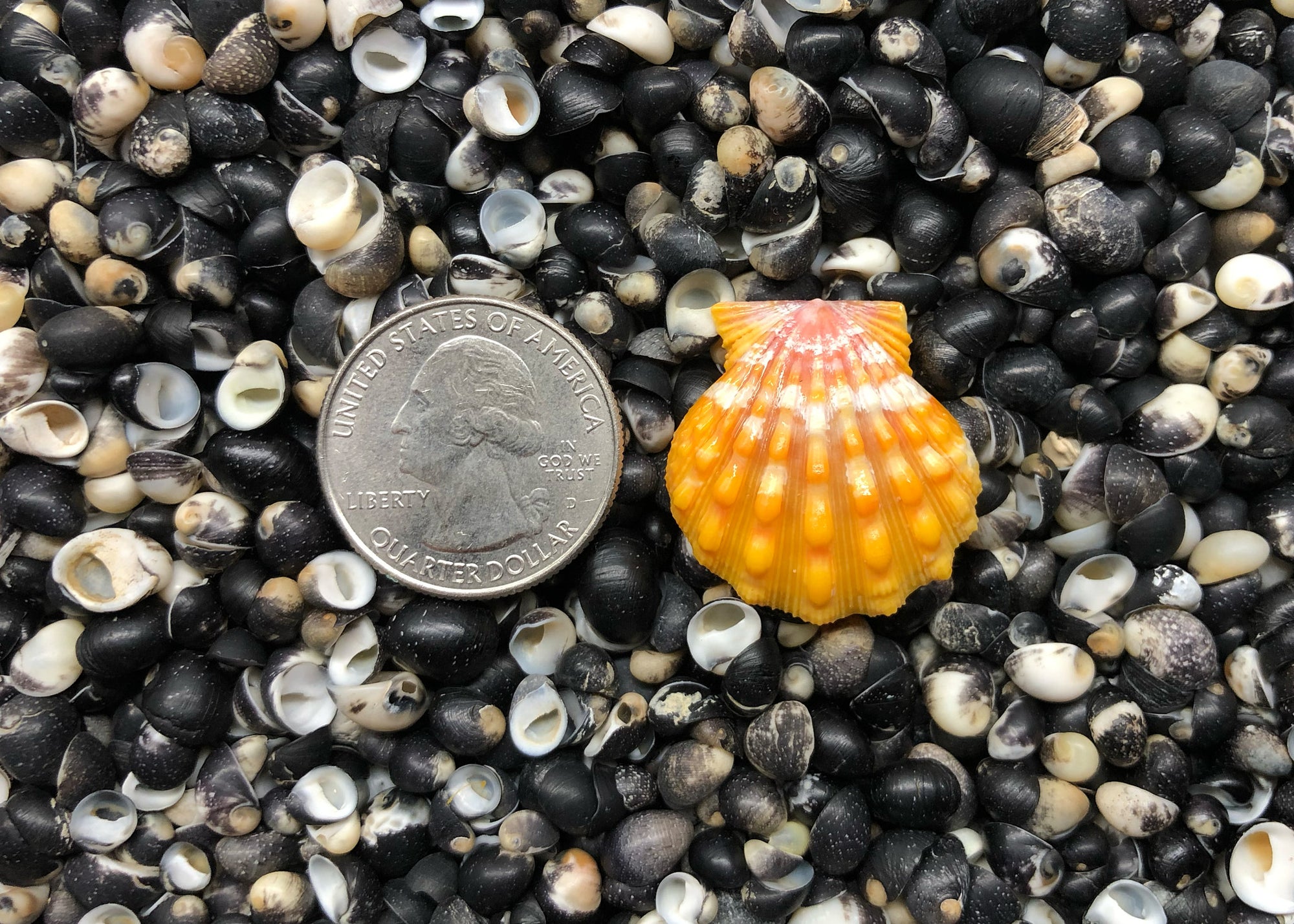 0624 single sunrise shell