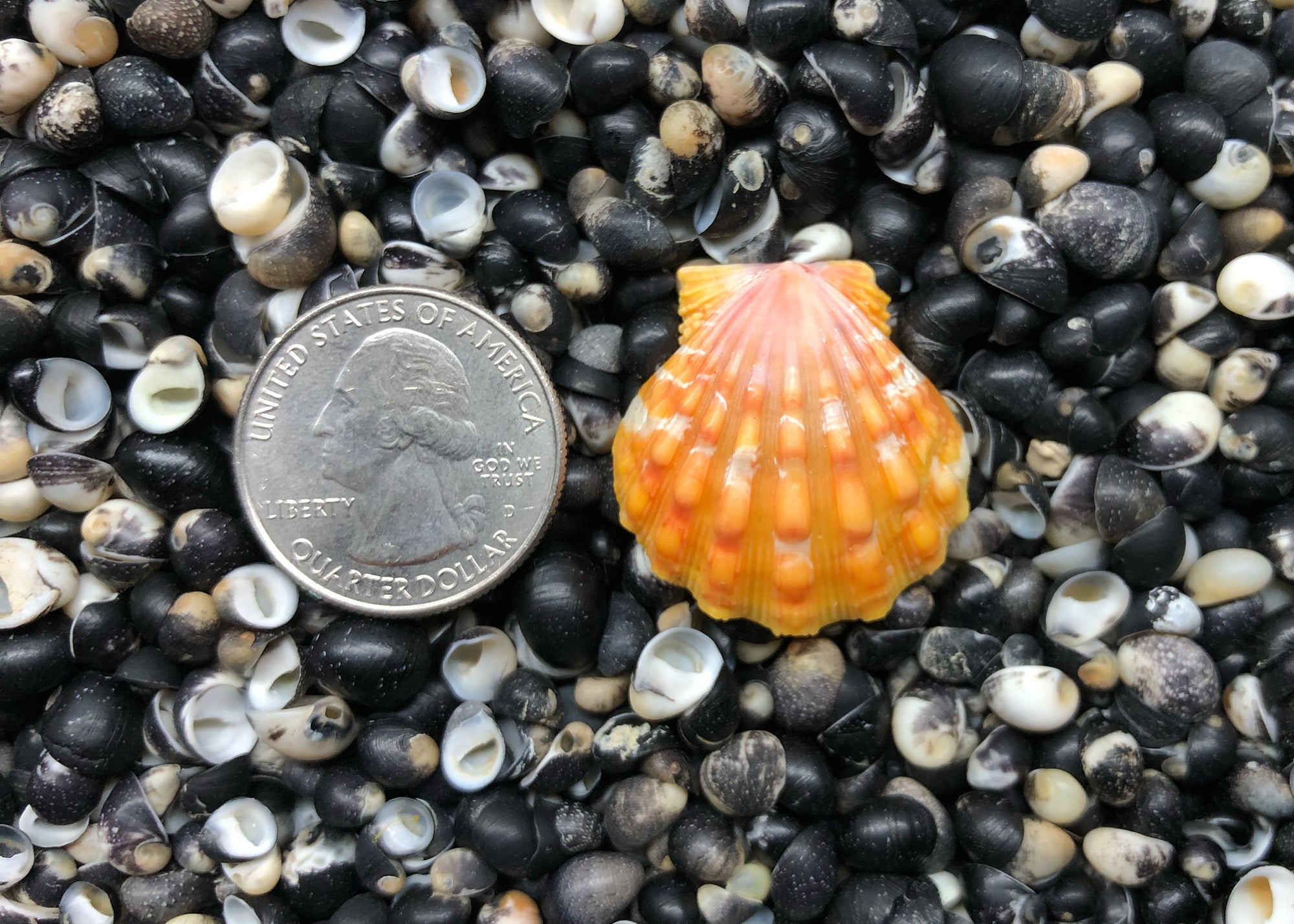 0625 single sunrise shell