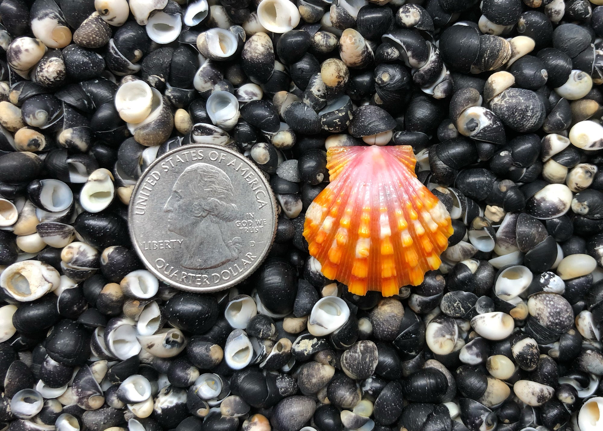 0626 single sunrise shell